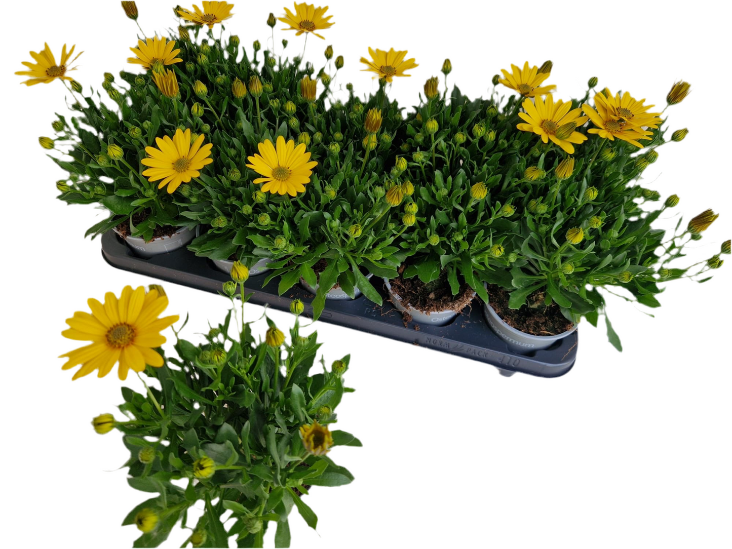 Per 5 stuks Osteospermum of Spaanse margriet geel (potmaat 10.5)