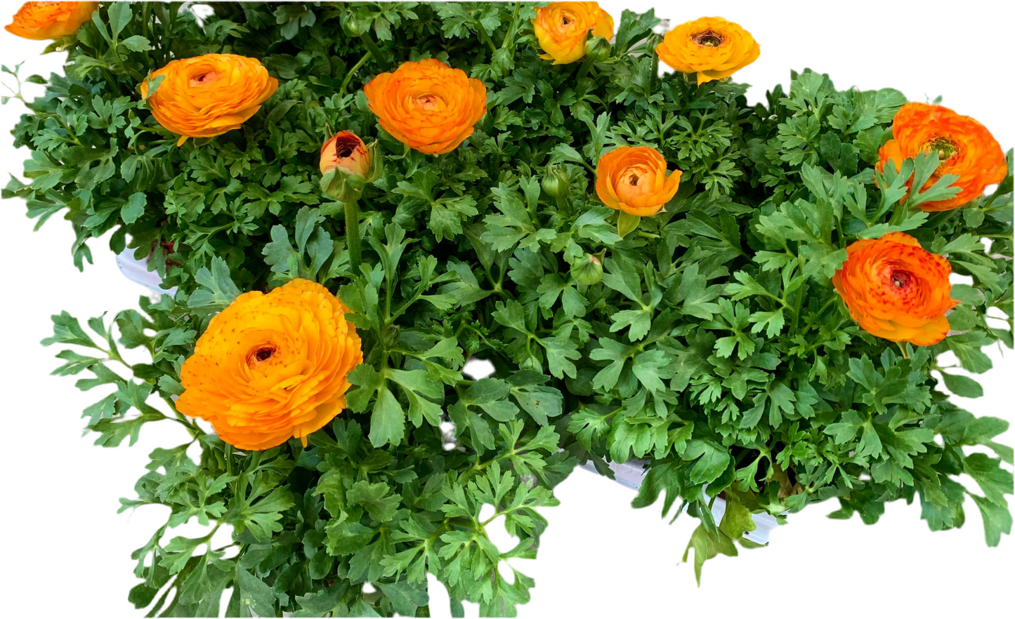 Per 4 stuks Ranonkel Bicolor geel (Ranunculus asiaticus) potmaat 11cm