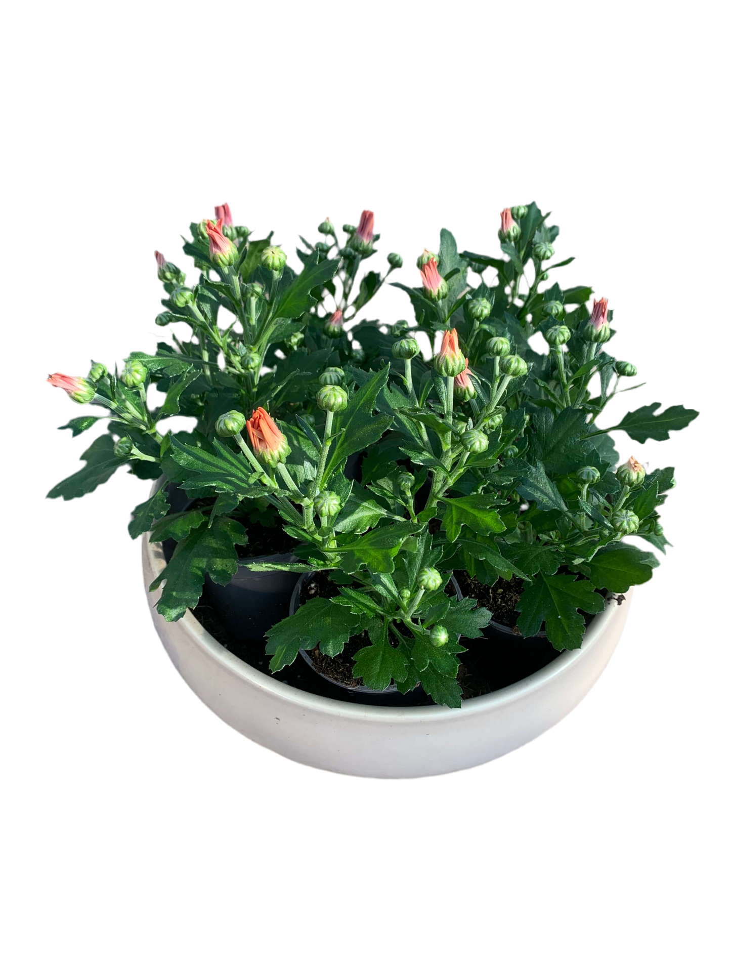 Per 5 stuks pot chrysanten (oranje) 9cm pot
