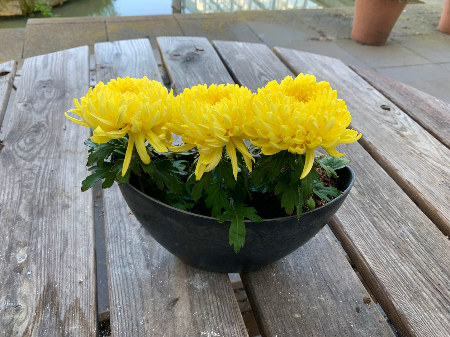 Plantenbakje gevuld met 3 pluis chrysanten.