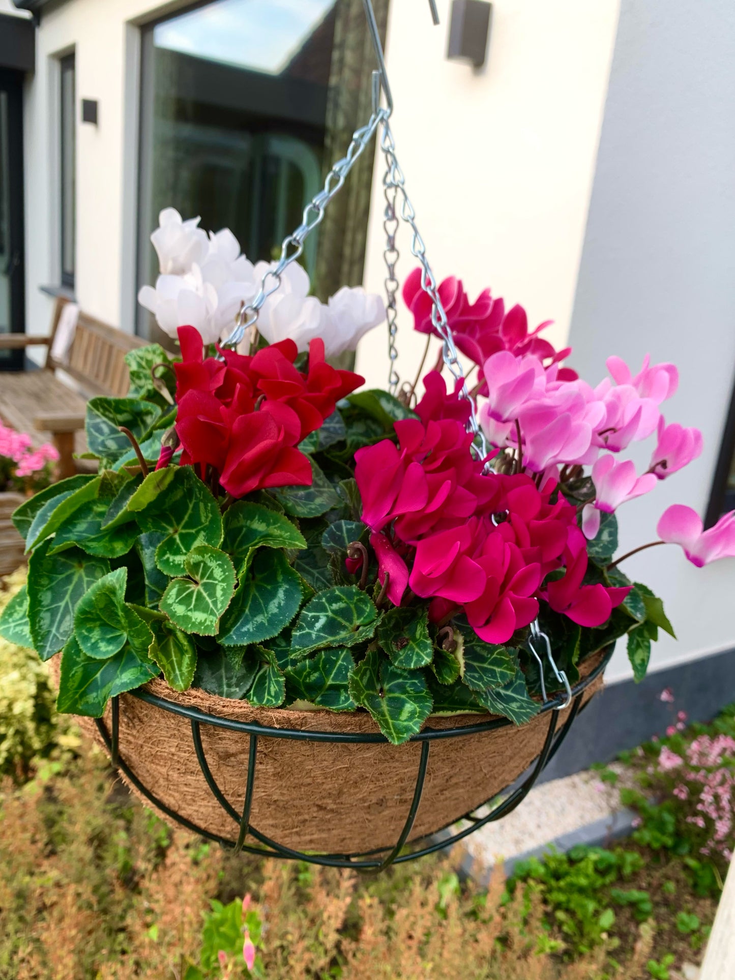 Planten hangmand! Met cyclamen naar keuze