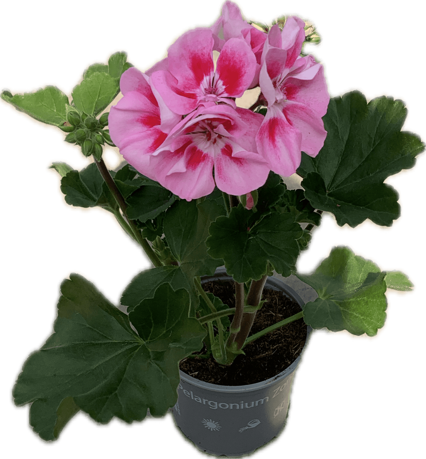 Per 5 stuks Geraniums (zonale) roze/paars potmaat 11cm