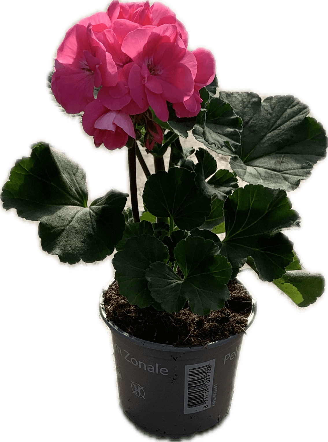 Per 5 stuks Geraniums (zonale) pink potmaat 11cm