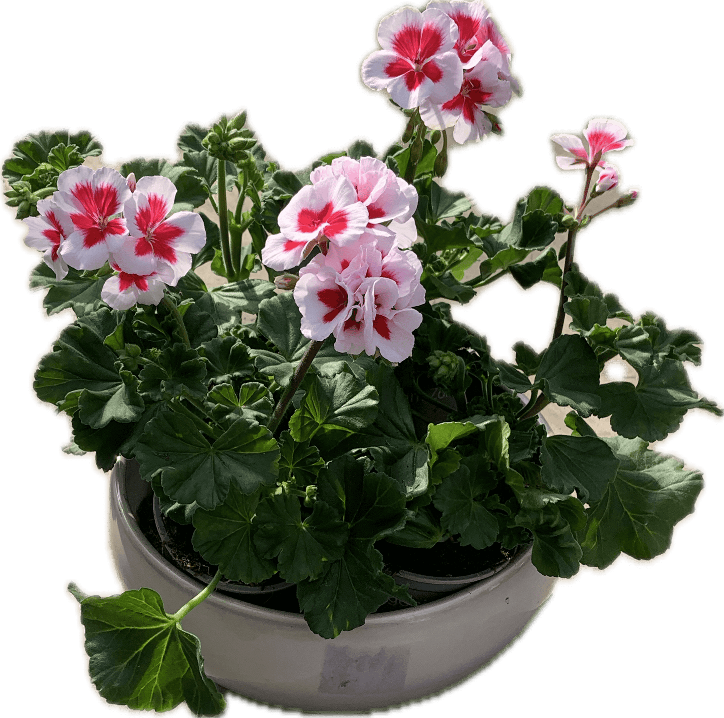Per 5 stuks Geraniums (zonale) White splash potmaat 11cm