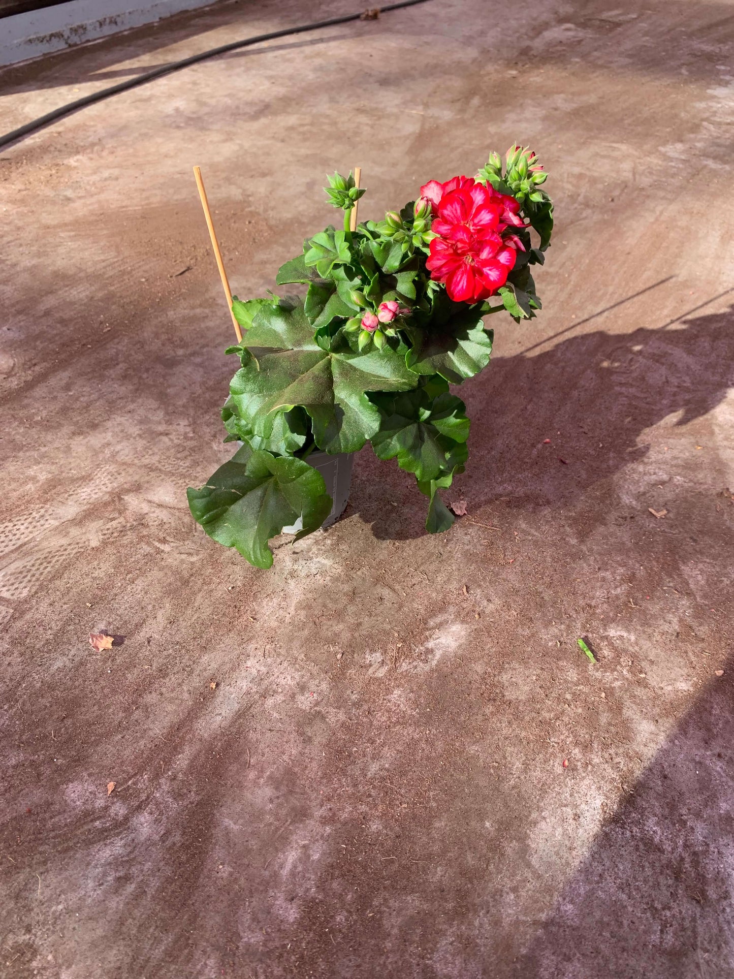 Per 5 stuks hang Geraniums (Pelargonium peltatum) roulette potmaat 11cm