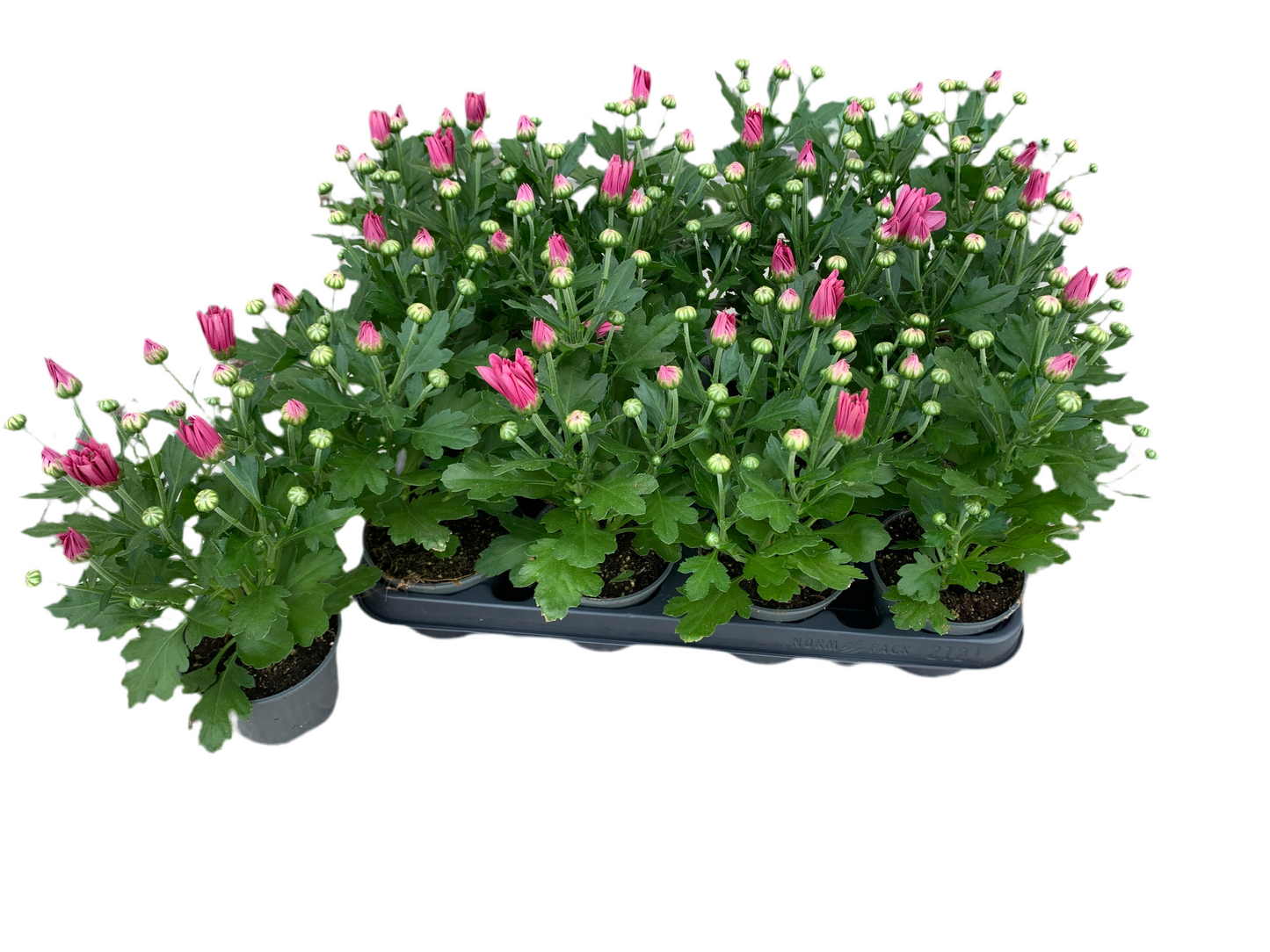 Per 5 stuks pot chrysanten (roze) 9cm pot