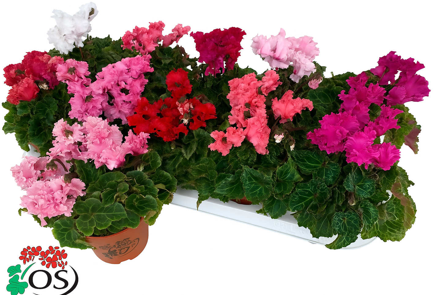 Per 4 stuks! Cyclaam (Cyclaam patio 'merengue mix') potmaat 11cm