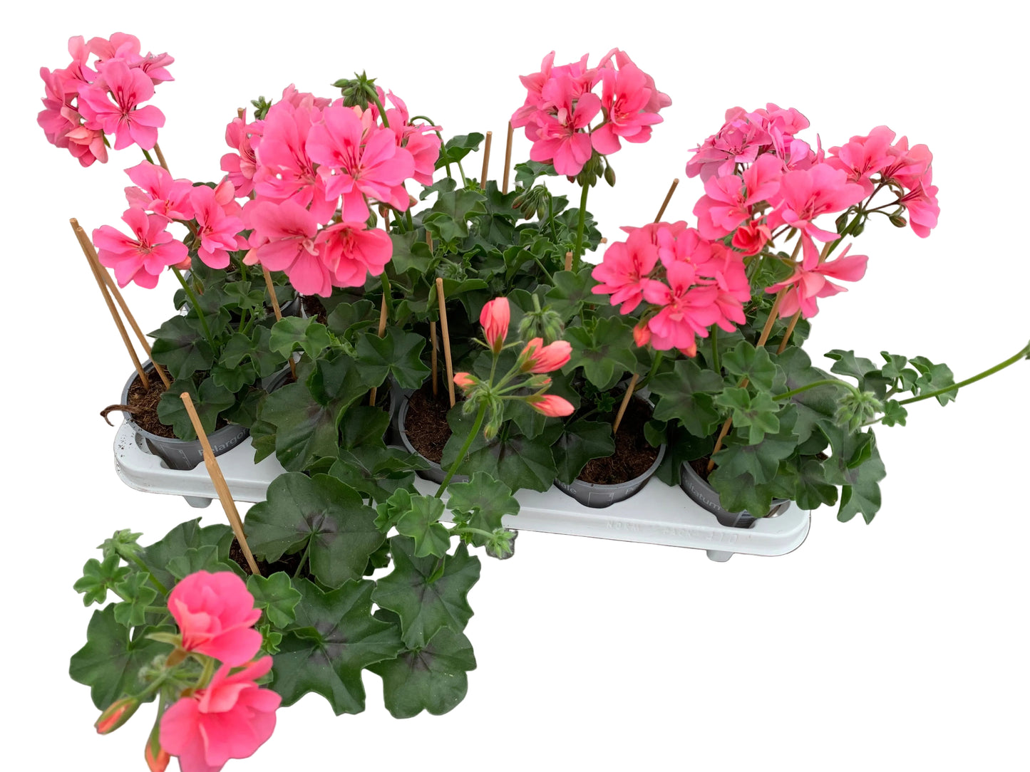 Par 5 pièces Géraniums lierre (Pelargonium peltatum) rose en pot de 11cm