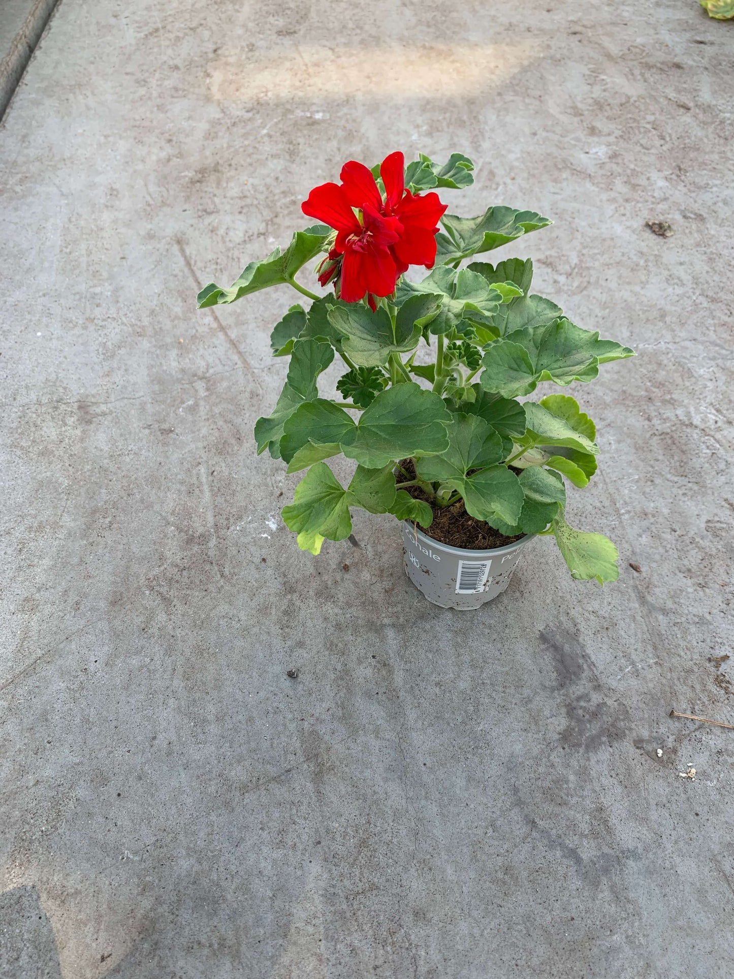 Per 5 stuks Geraniums (zonale) bordeaux rood potmaat 11cm