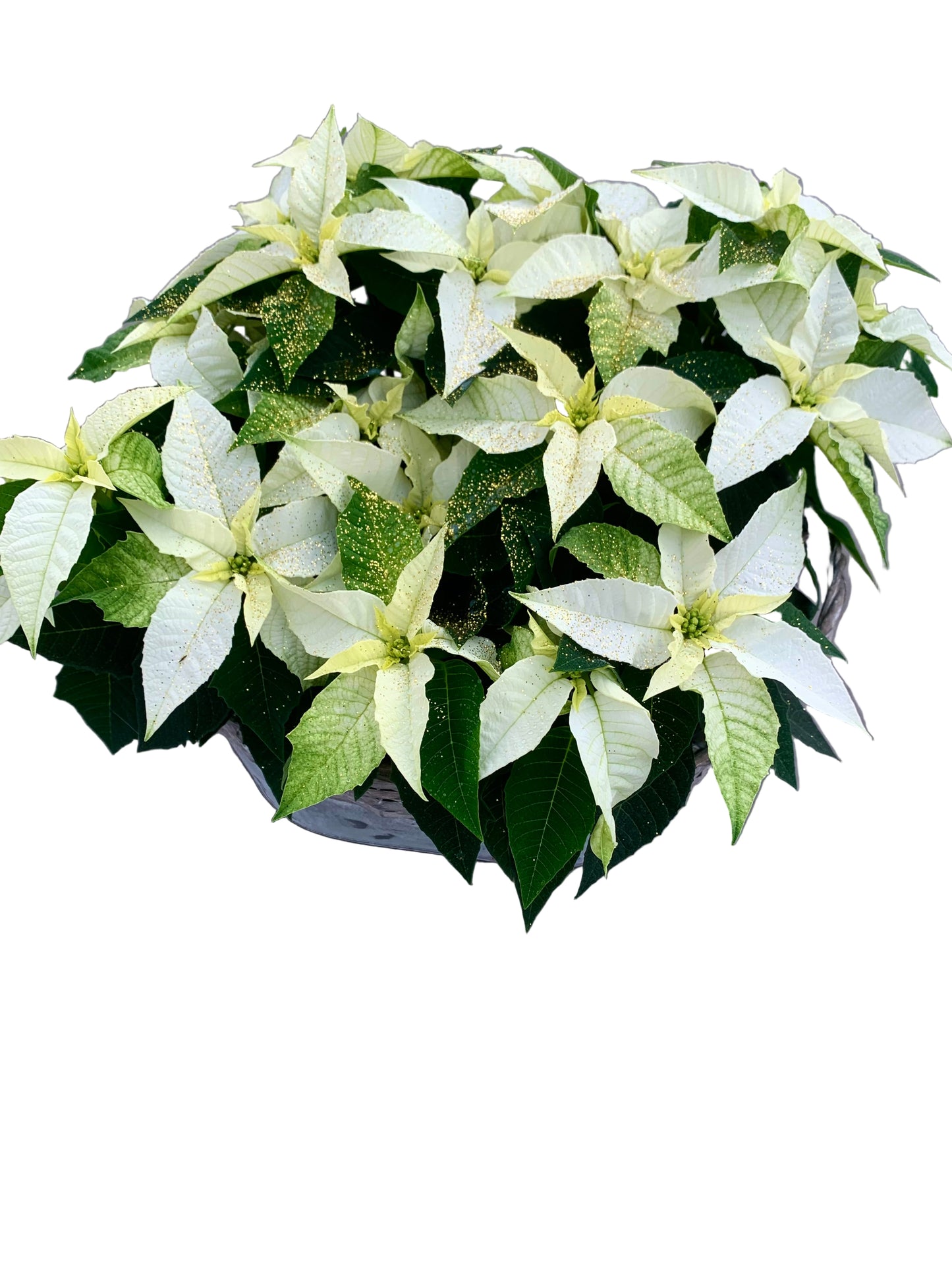 Plantenmandje gevuld met kerststerren naar keuze en glitters