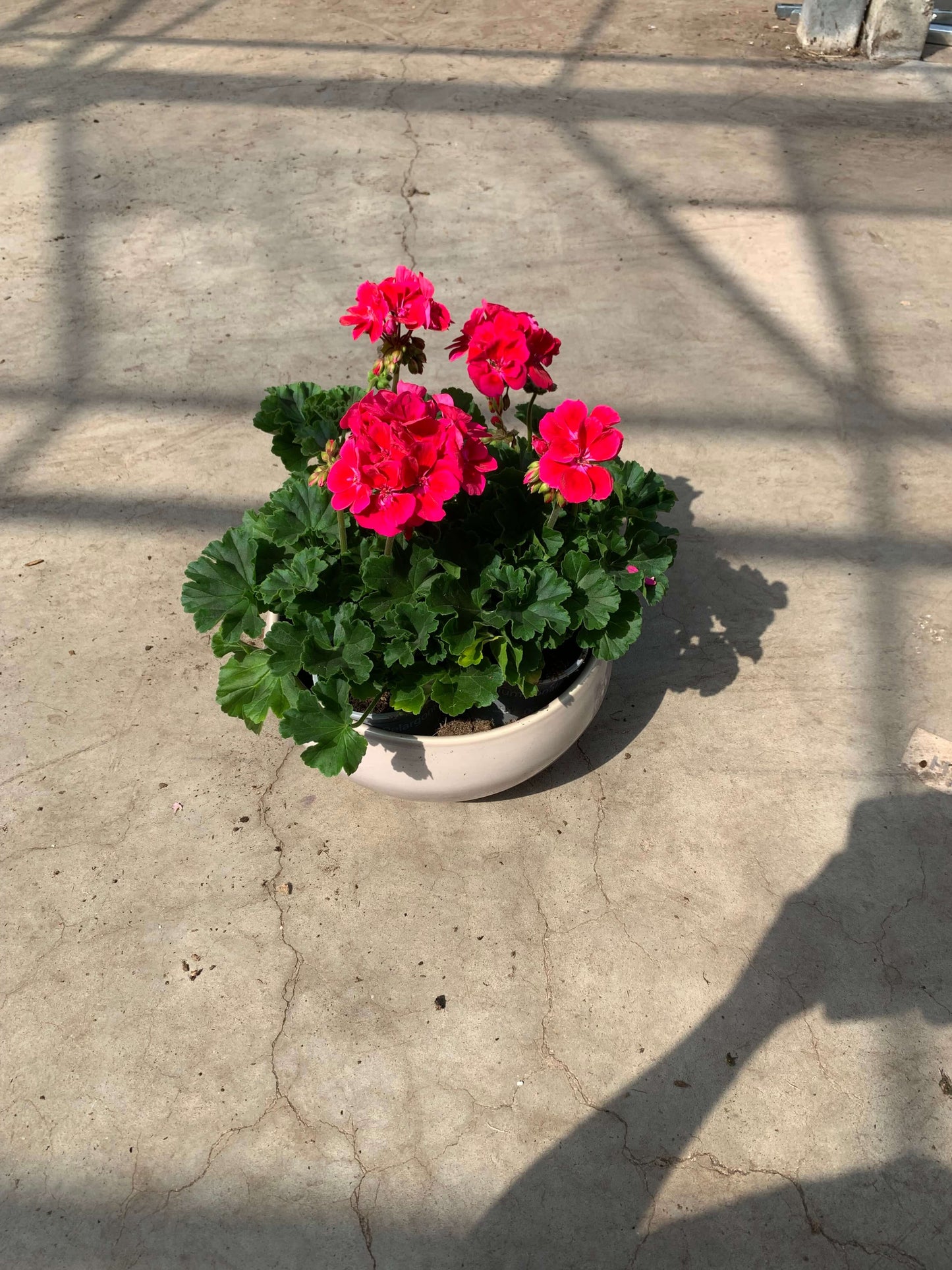 Per 5 stuks Geraniums (zonale) paars potmaat 11cm