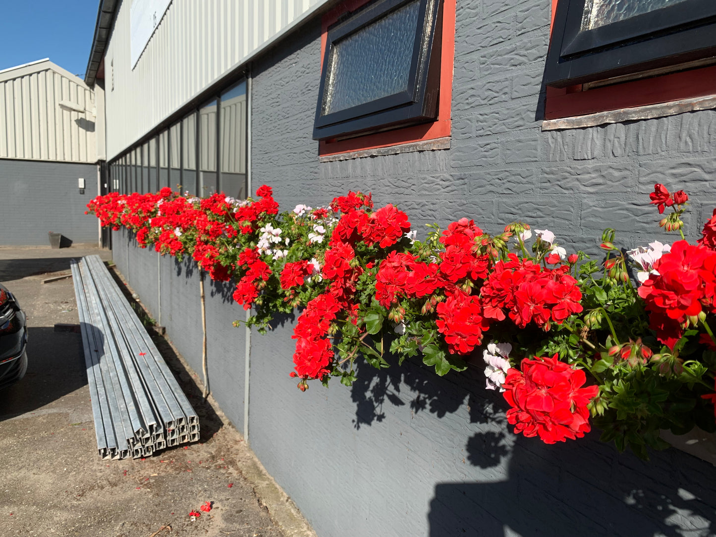 Per 5 stuks hang Geraniums (Pelargonium peltatum) rood potmaat 11cm