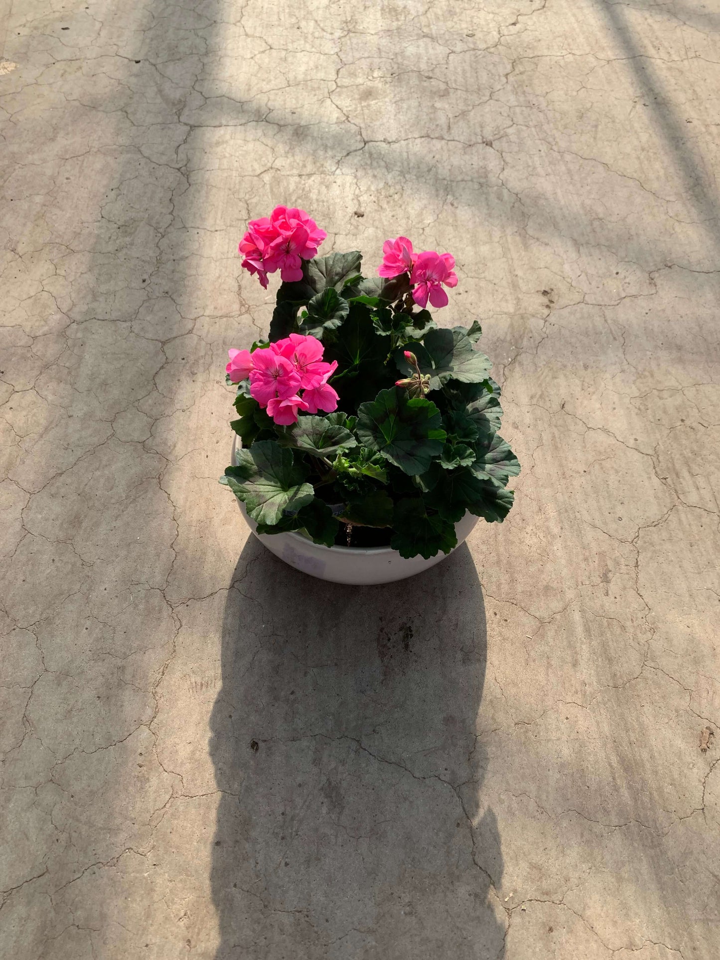 Per 5 stuks Geraniums (zonale) pink potmaat 11cm