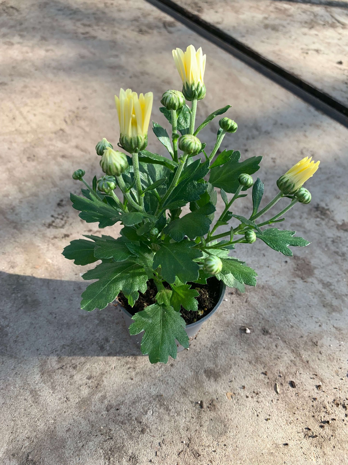 Per 5 stuks pot chrysanten (wit) 9cm pot