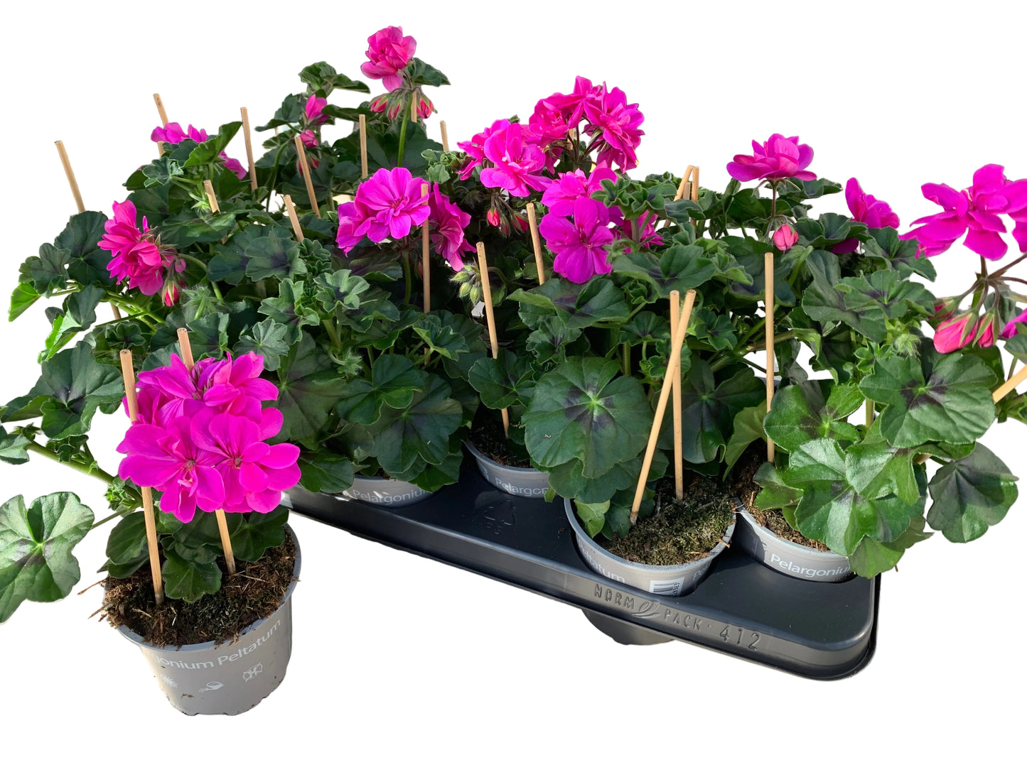 Per 5 stuks hang Geraniums (Pelargonium peltatum) paars potmaat 11cm
