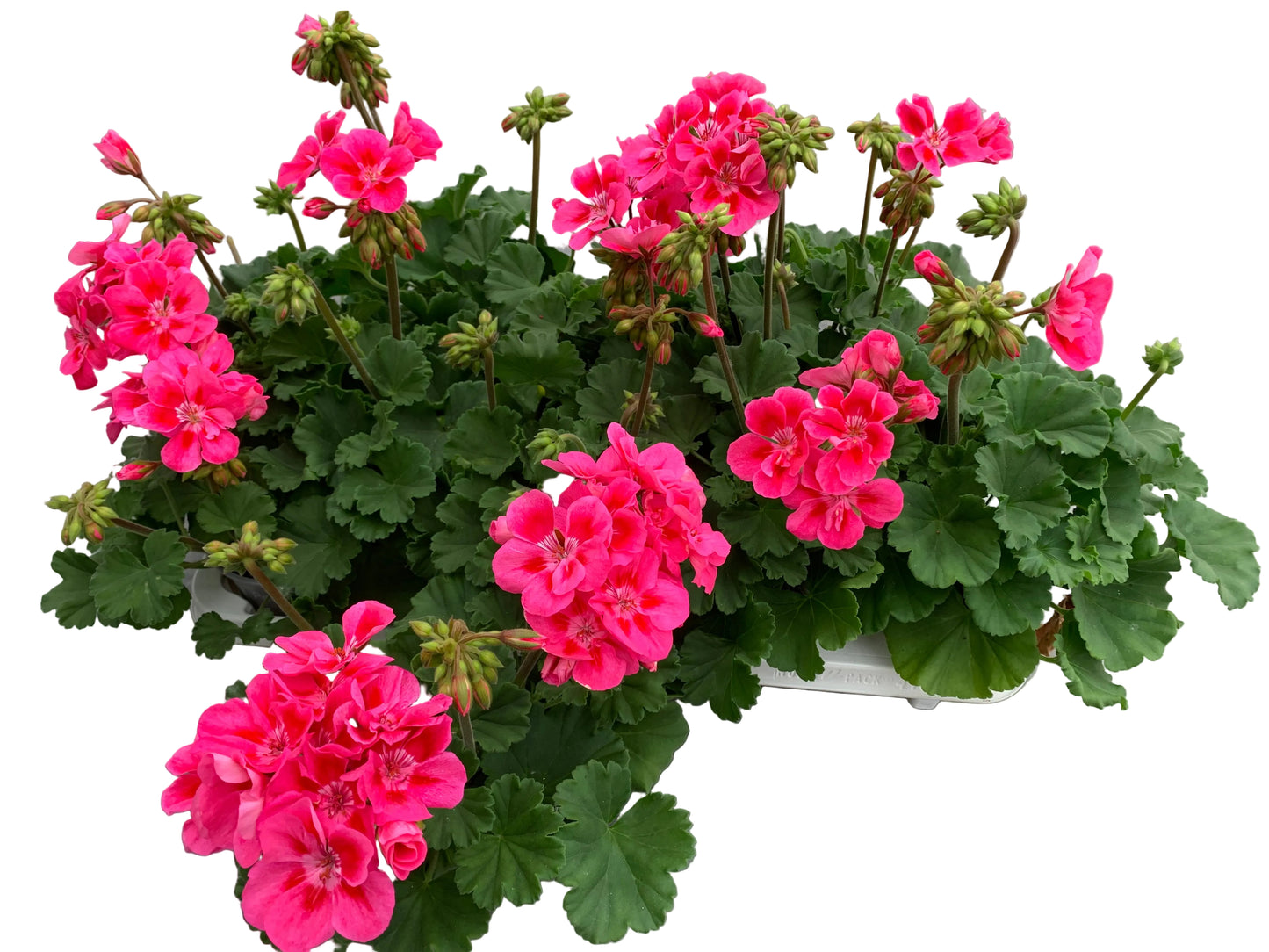 Per 5 stuks Geraniums (zonale) paars koraal potmaat 11cm