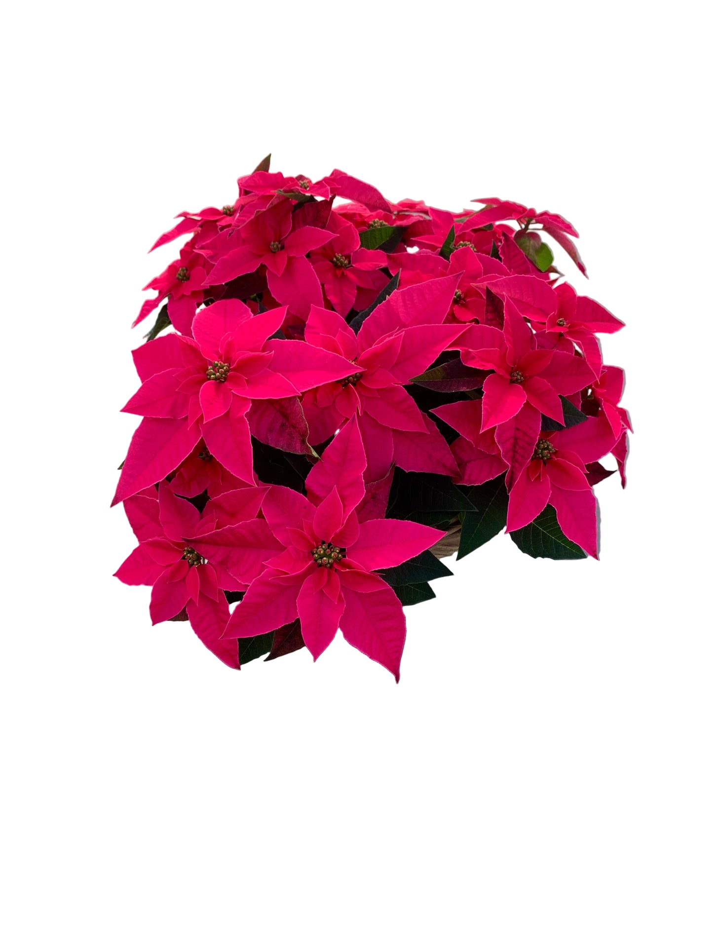 Plantenmandje gevuld met kerststerren naar keuze!