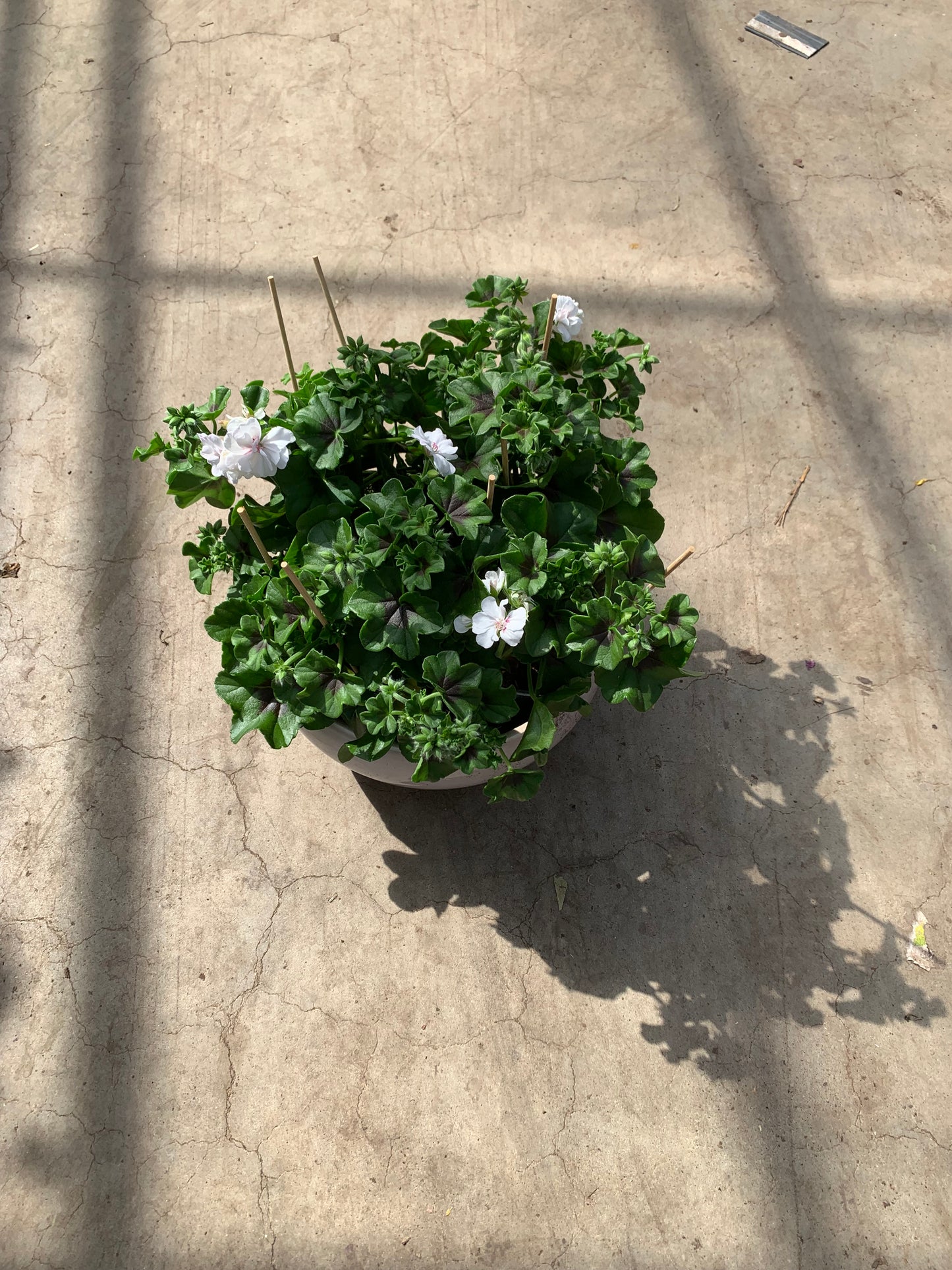 Per 5 stuks hang Geraniums (Pelargonium peltatum) wit potmaat 11cm