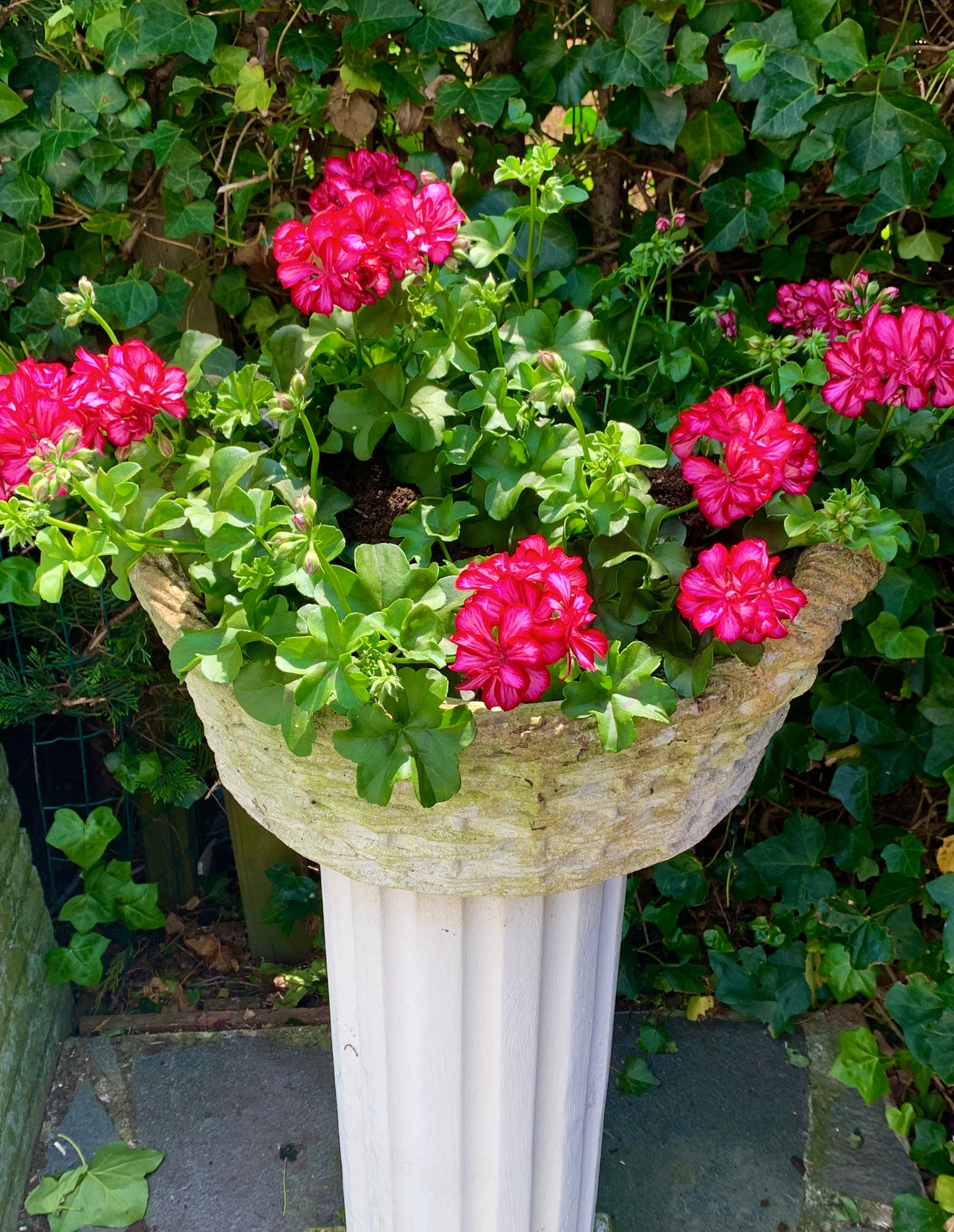 Per 5 stuks hang Geraniums (Pelargonium peltatum) roulette potmaat 11cm