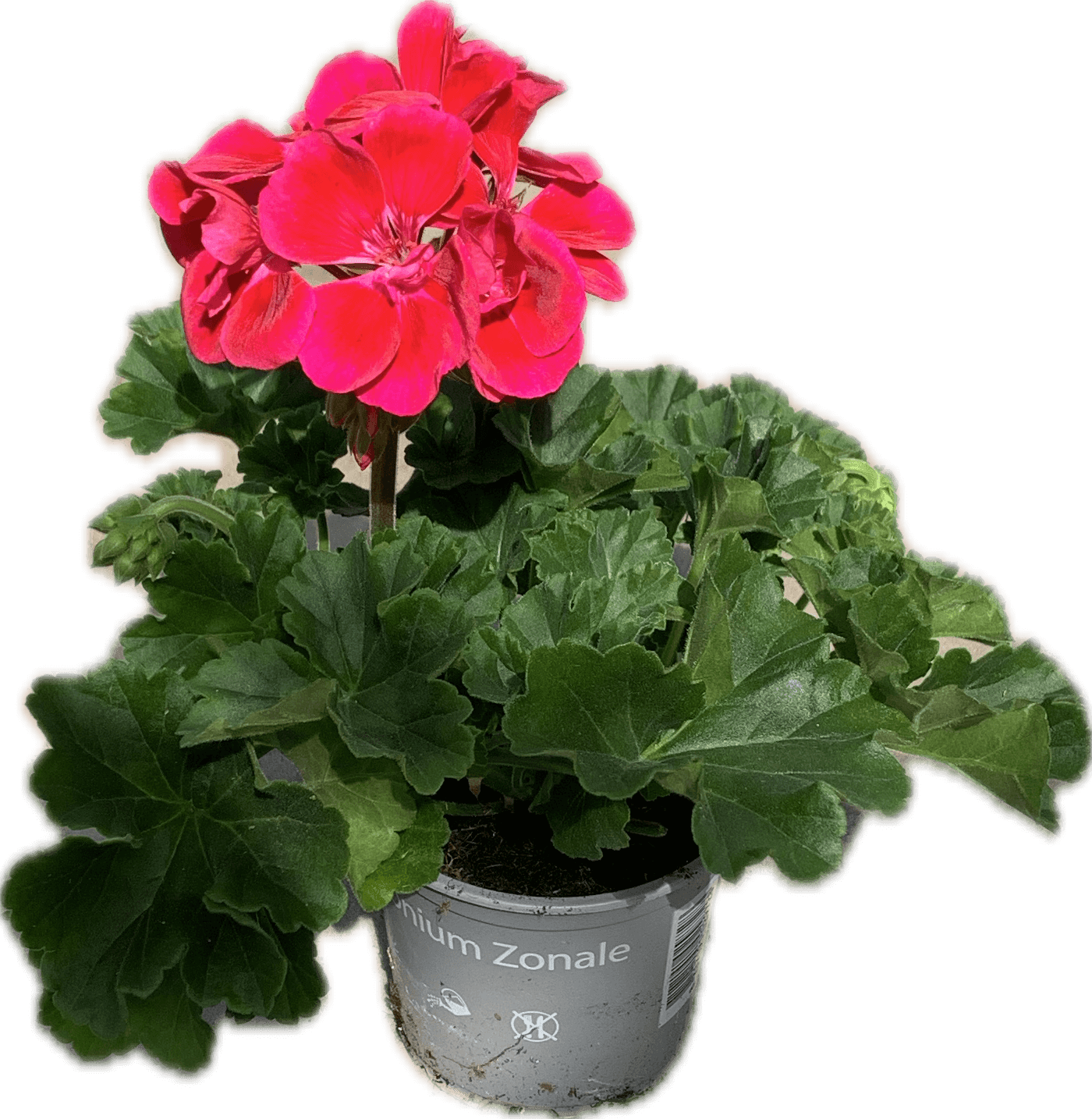Per 5 stuks Geraniums (zonale) paars potmaat 11cm