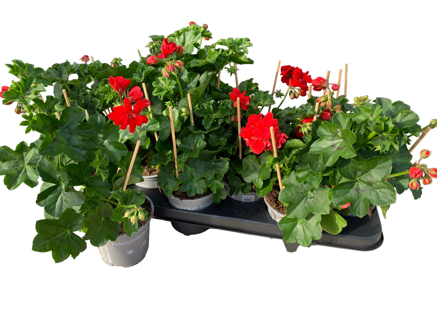 Per 5 stuks hang Geraniums (Pelargonium peltatum) rood potmaat 11cm