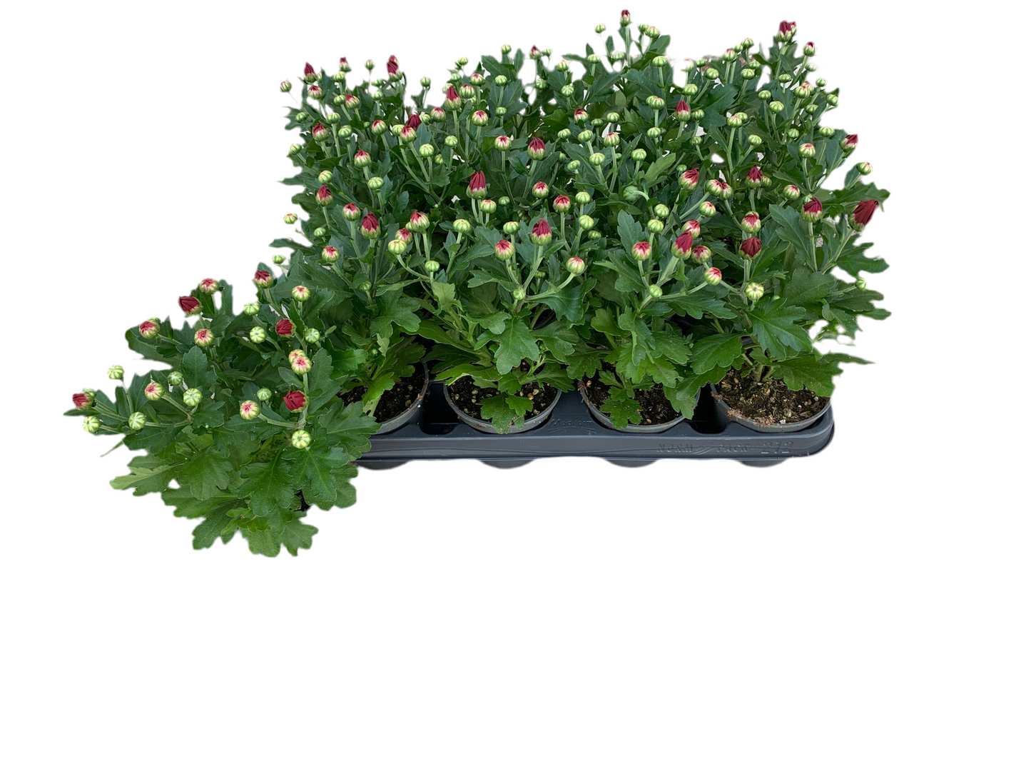 Per 5 stuks pot chrysanten (rood) 9cm pot