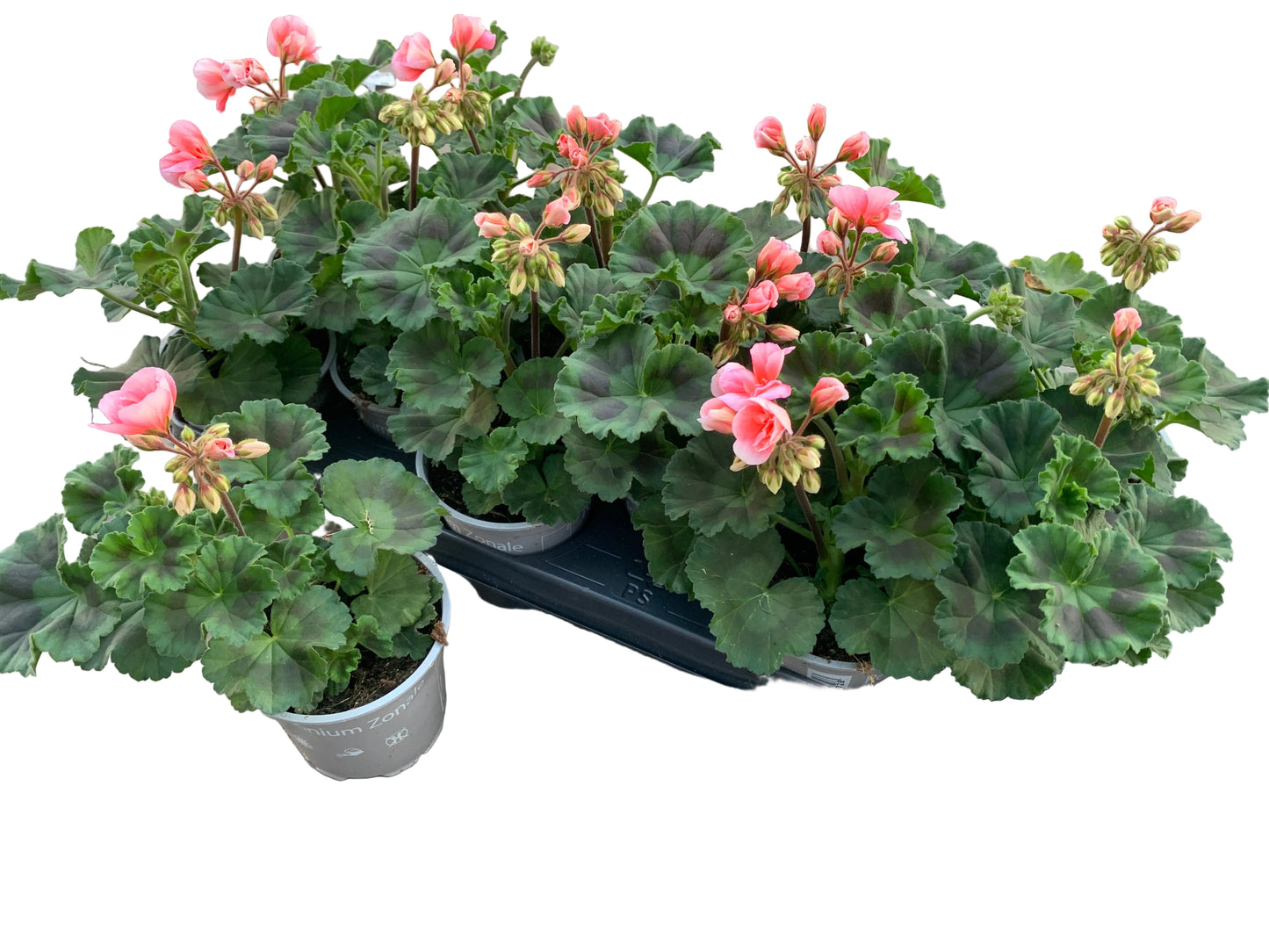 Per 5 stuks Geraniums (zonale) zalm roze potmaat 11cm
