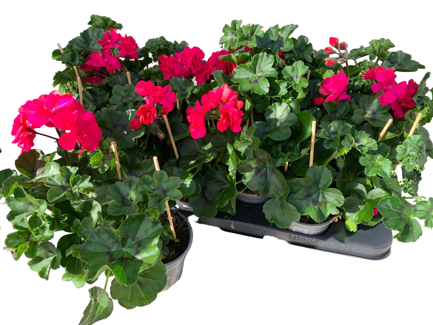 Per 5 stuks hang Geraniums (Pelargonium peltatum) roze potmaat 11cm