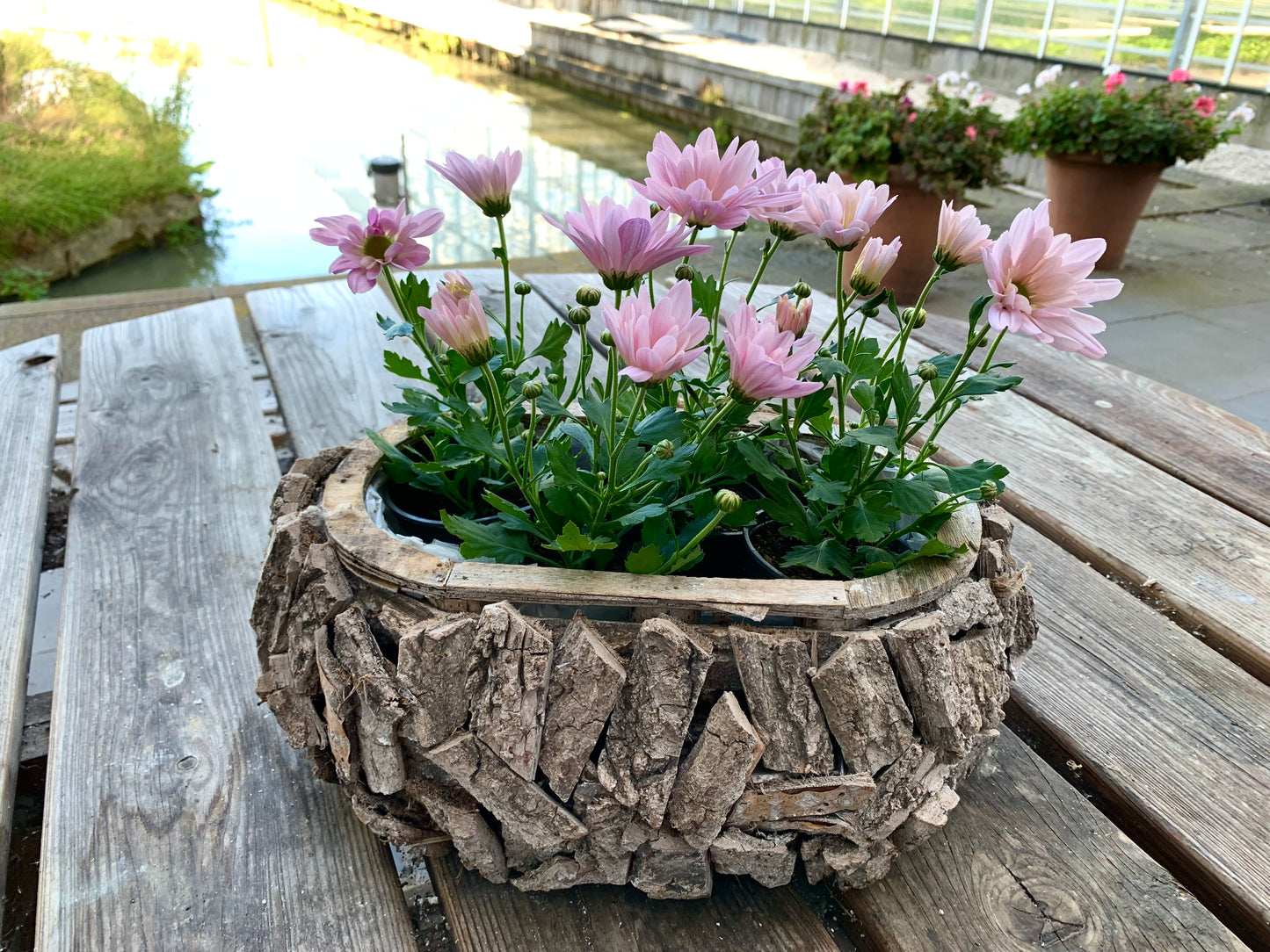 Plantenbakje gevuld met 4 tros chrysanten