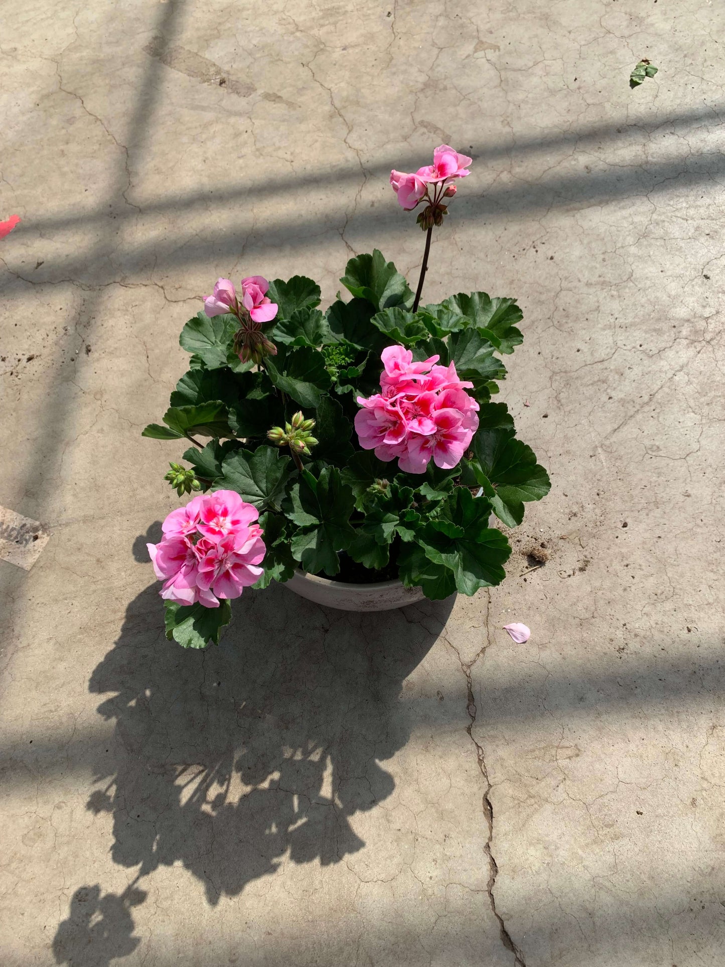 Per 5 stuks Geraniums (zonale) roze/paars potmaat 11cm