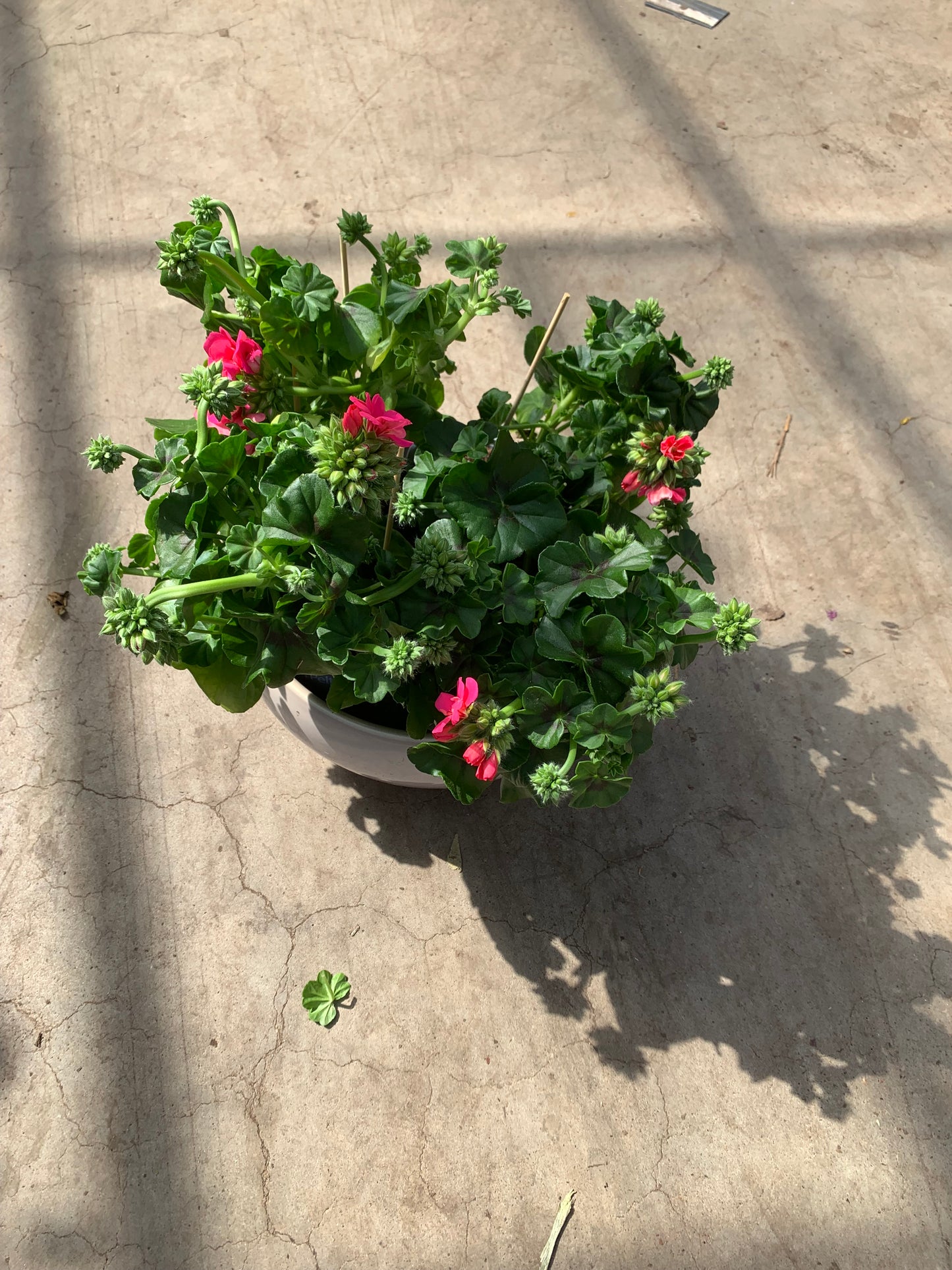 Per 5 stuks hang Geraniums (Pelargonium peltatum) roze potmaat 11cm