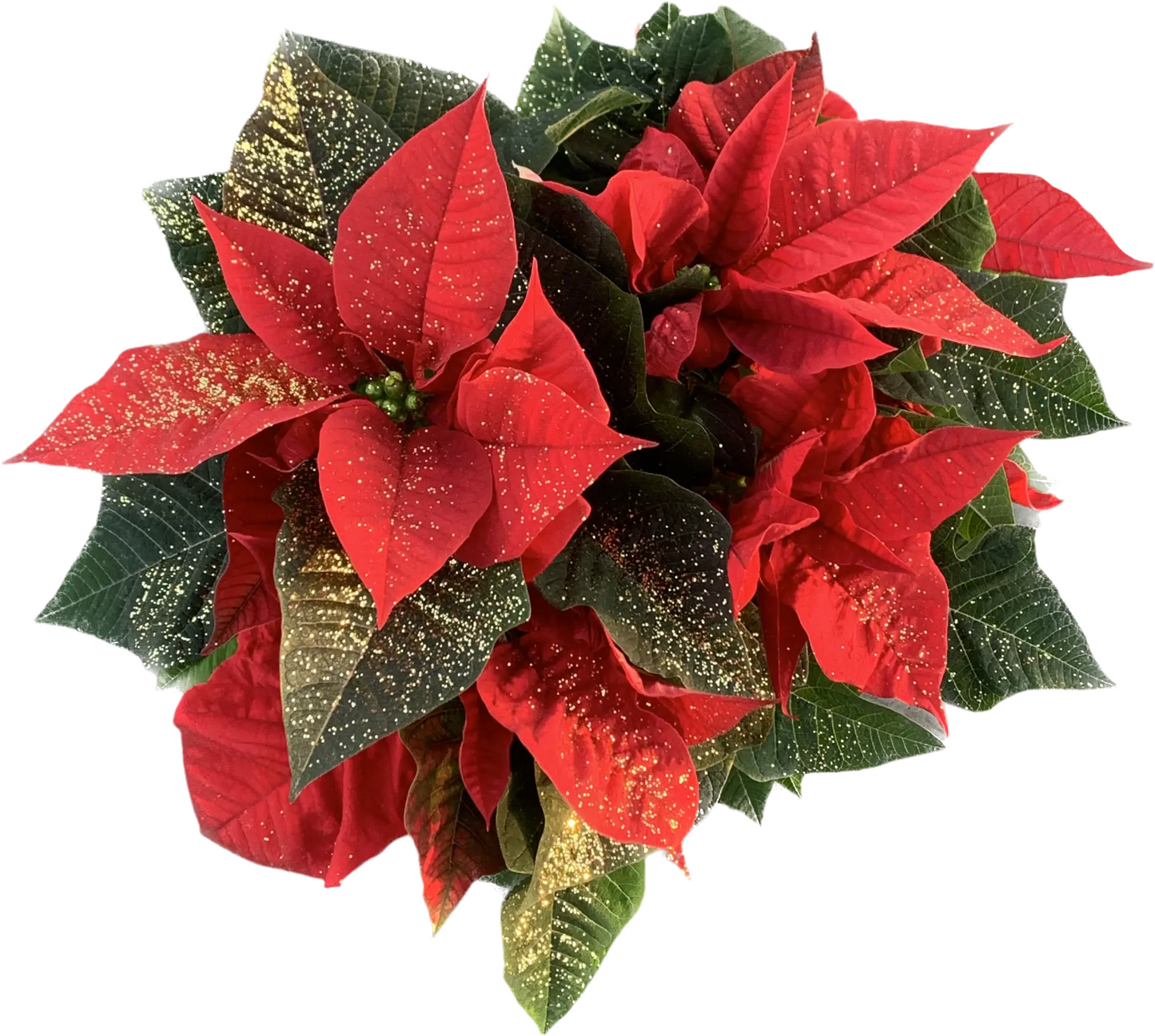 Per 4 stuks, Kerstster (Euphorbia Poinsettia 'Rood Met glitters') potmaat 11cm
