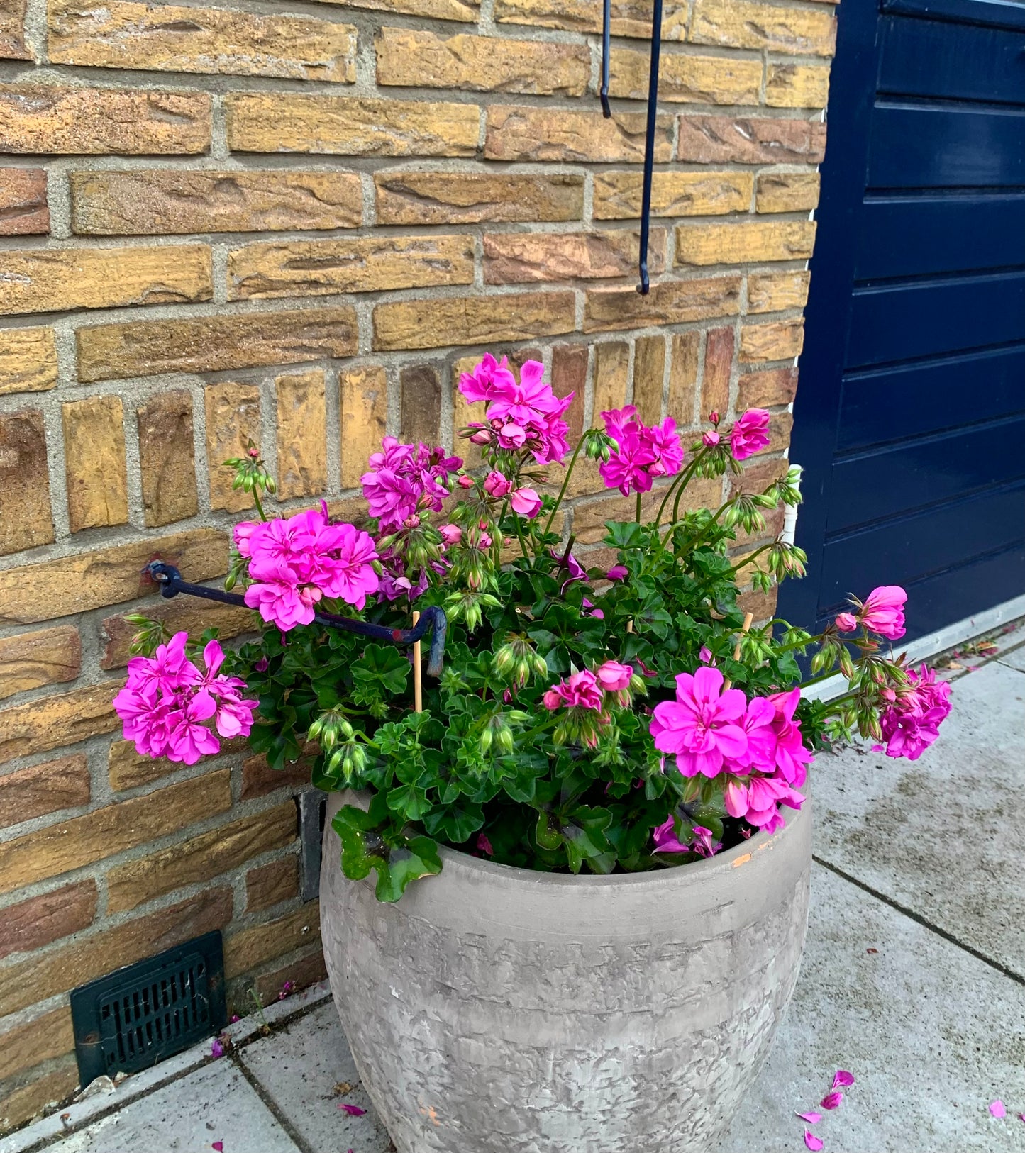 Per 5 stuks hang Geraniums (Pelargonium peltatum) paars potmaat 11cm