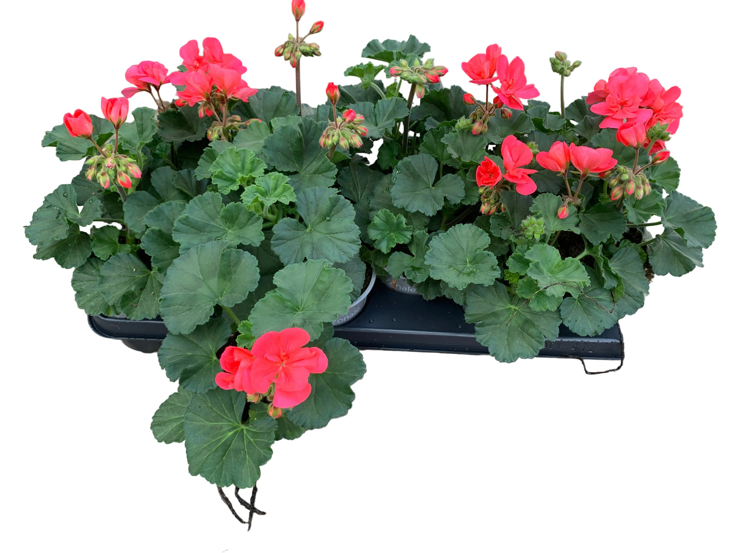Per 5 stuks Geraniums (zonale) zalm/oranje potmaat 11cm