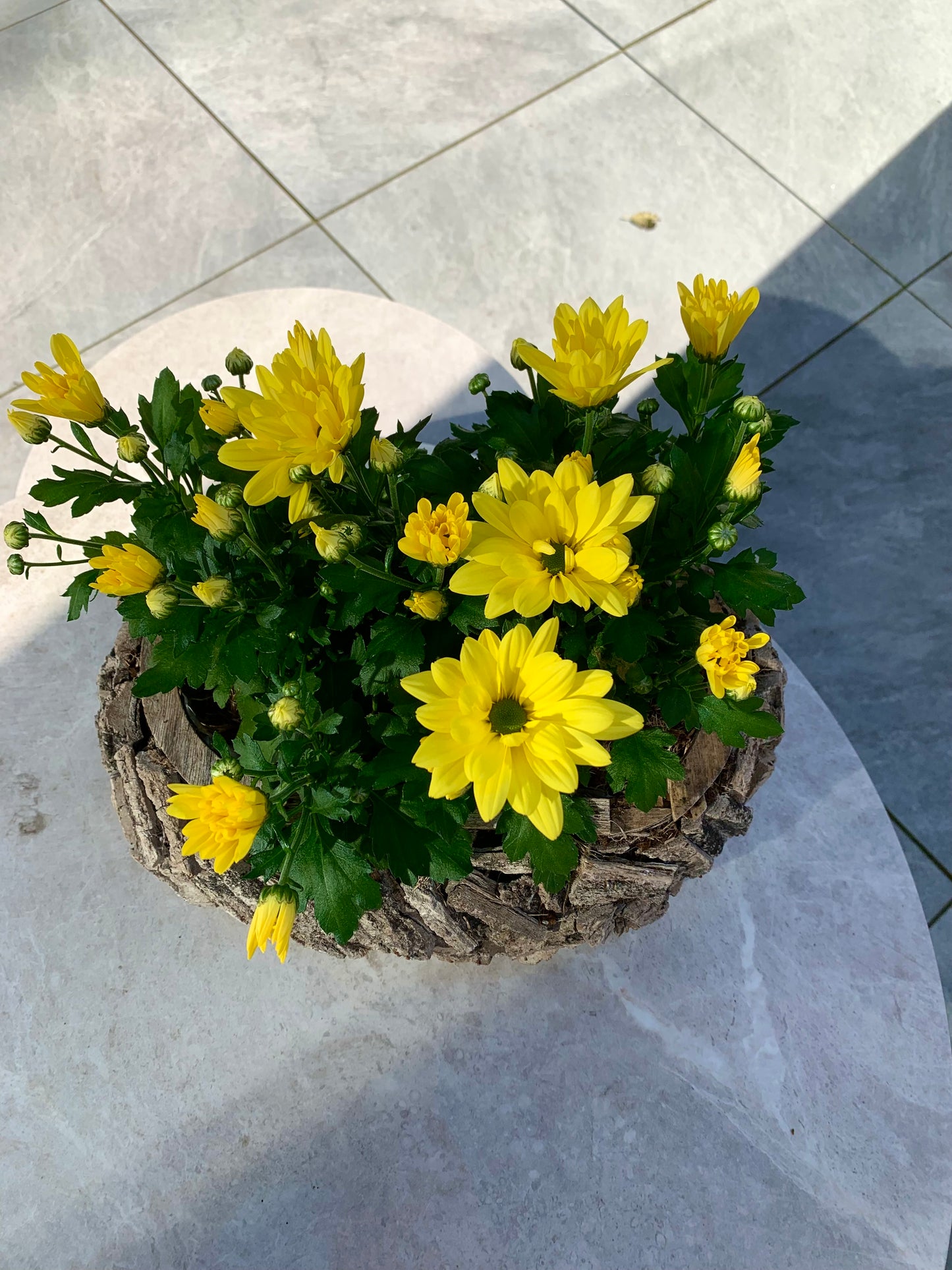 Plantenbakje gevuld met 4 tros chrysanten