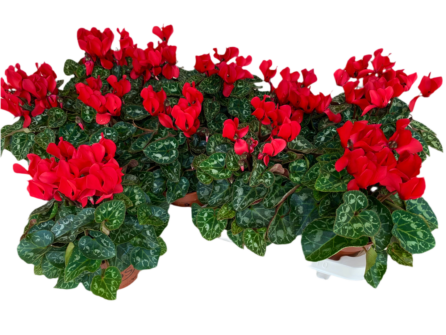 Per 4 stuks! Cyclaam (Cyclaam patio 'rood') potmaat 11cm