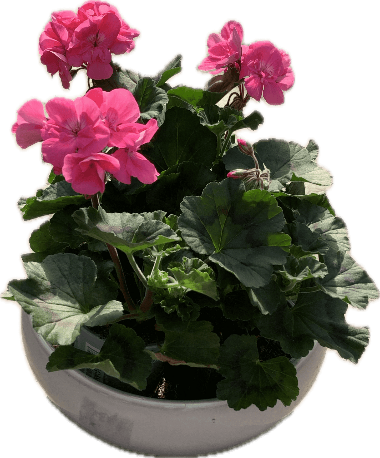 Per 5 stuks Geraniums (zonale) pink potmaat 11cm