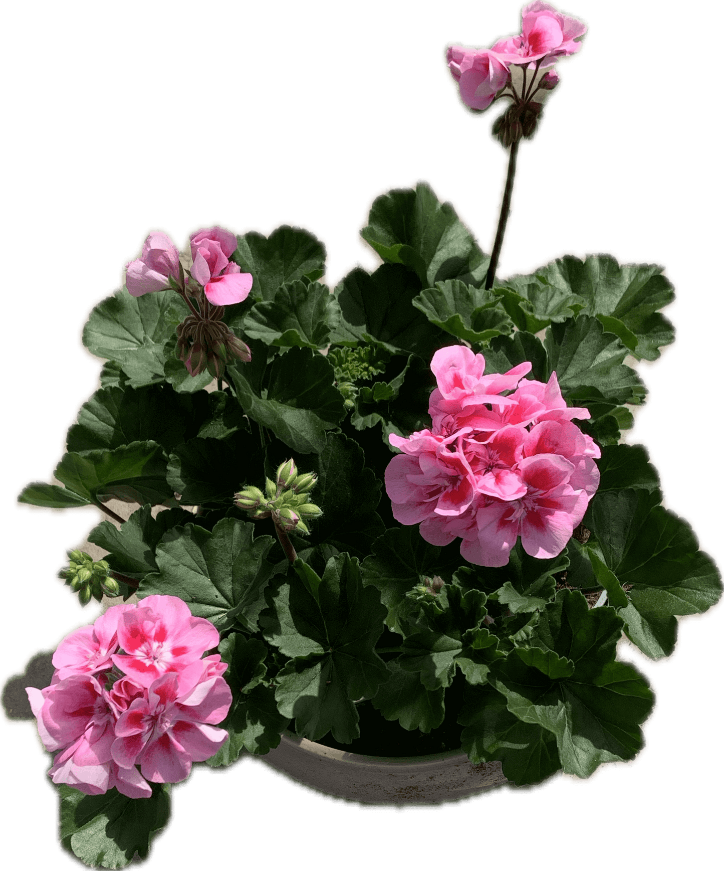 Per 5 stuks Geraniums (zonale) roze/paars potmaat 11cm