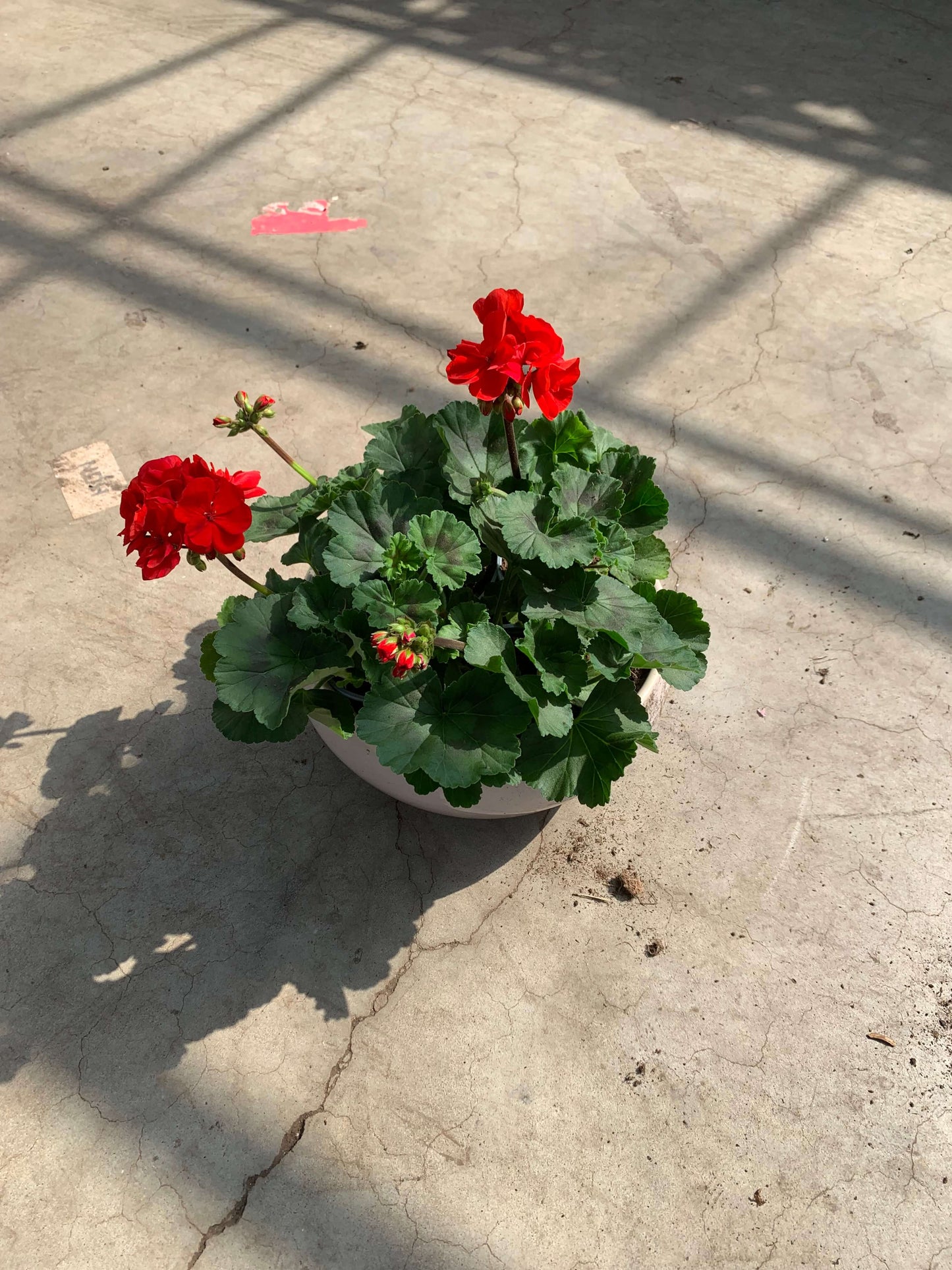 Per 5 stuks Geraniums (zonale) Dark Red potmaat 11cm