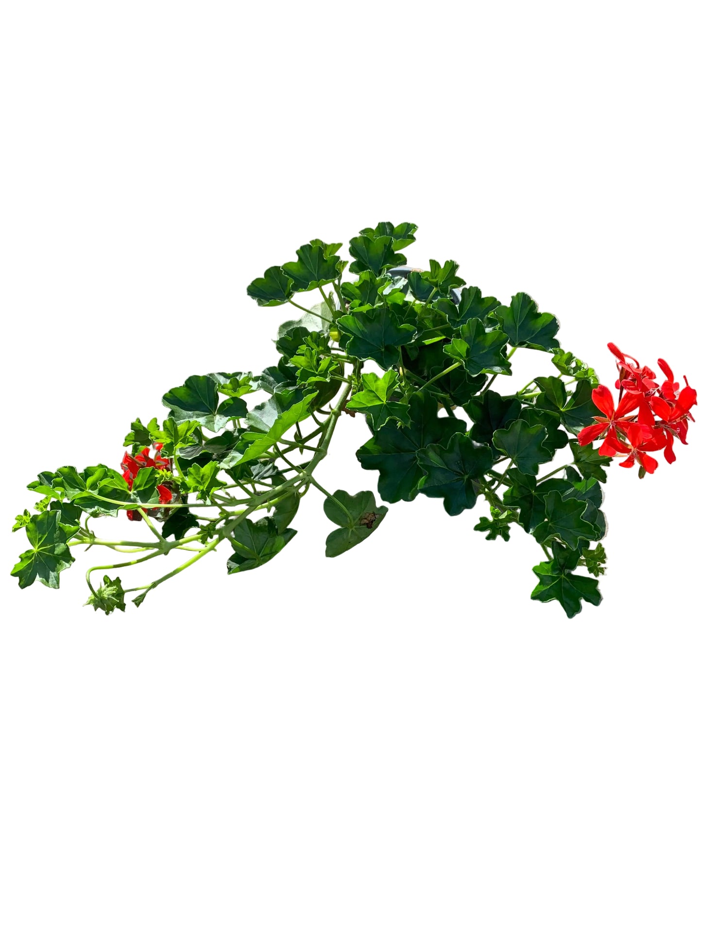 Per 5 stuks hang Geraniums (Pelargonium peltatum) balkon rood / Lila of wit potmaat 11cm