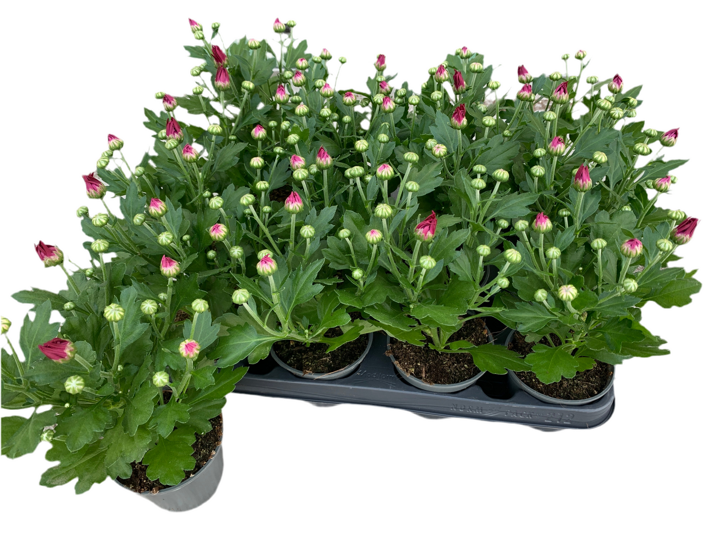 Per 5 stuks pot chrysanten (paars) 9cm pot
