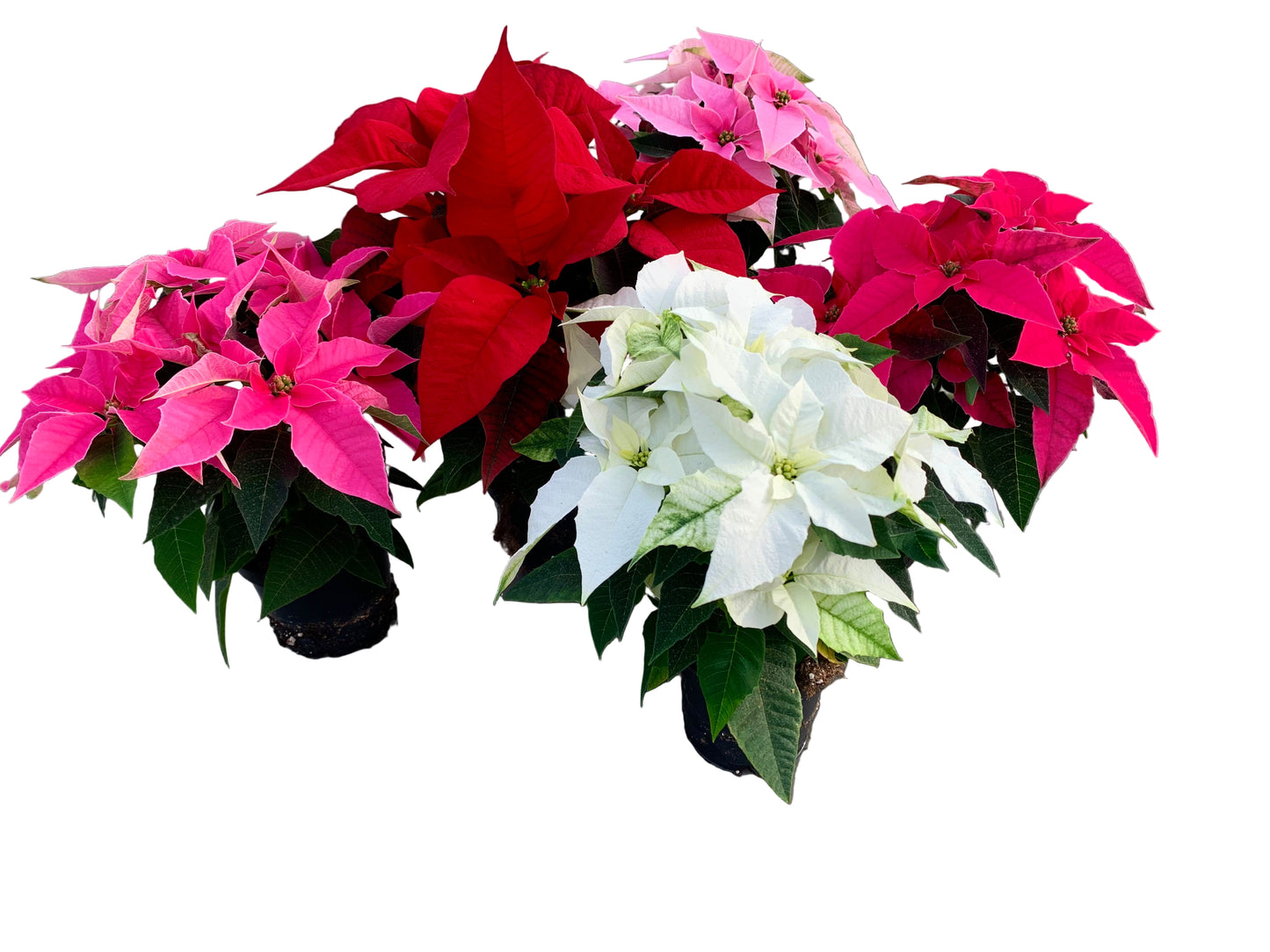 Per 4 stuks, Kerstster (Euphorbia Princettia 'mix van kleuren') potmaat 11cm