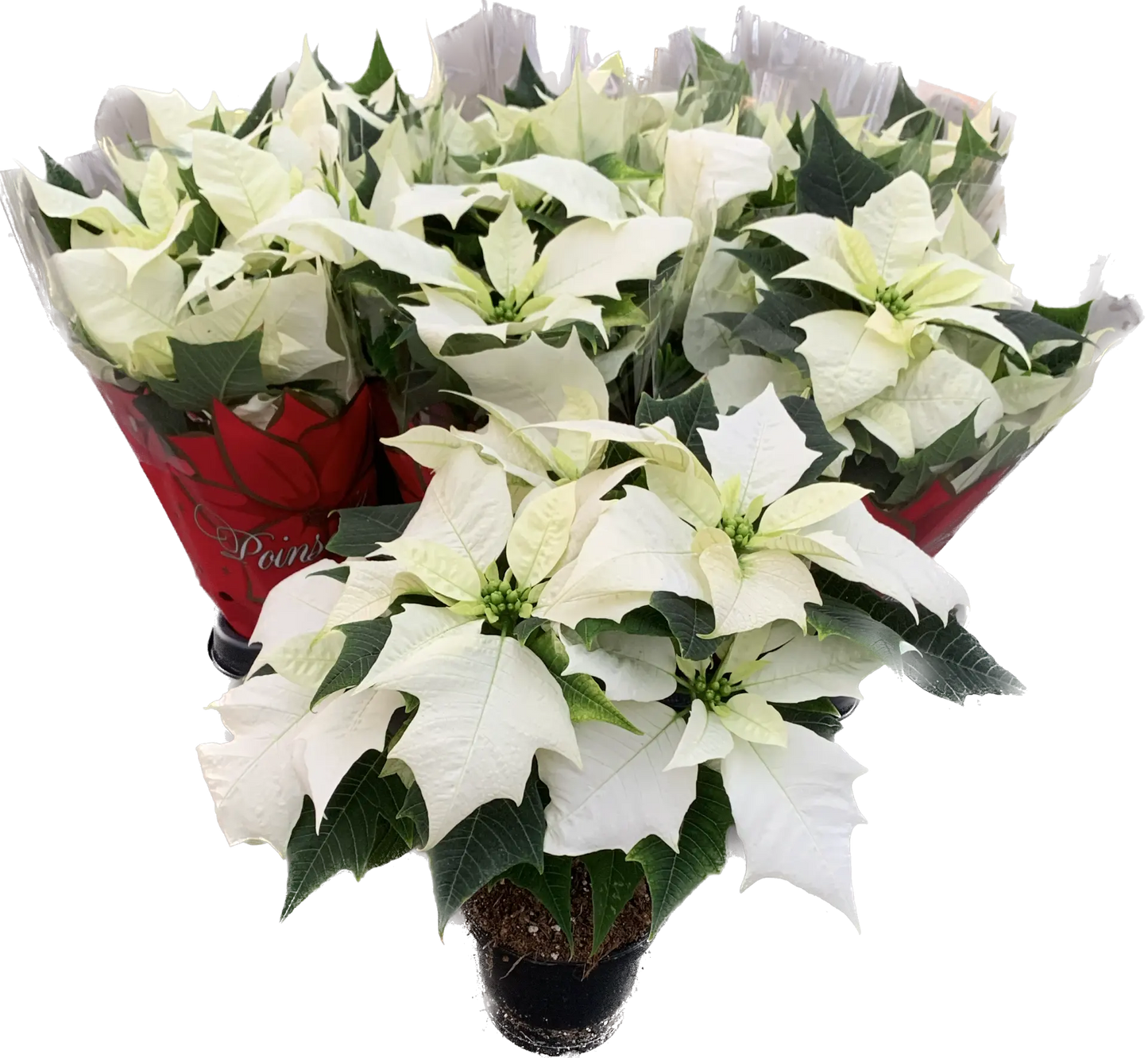 Per 4 stuks, Kerstster (Euphorbia Princettia 'Alaska wit') potmaat 11cm