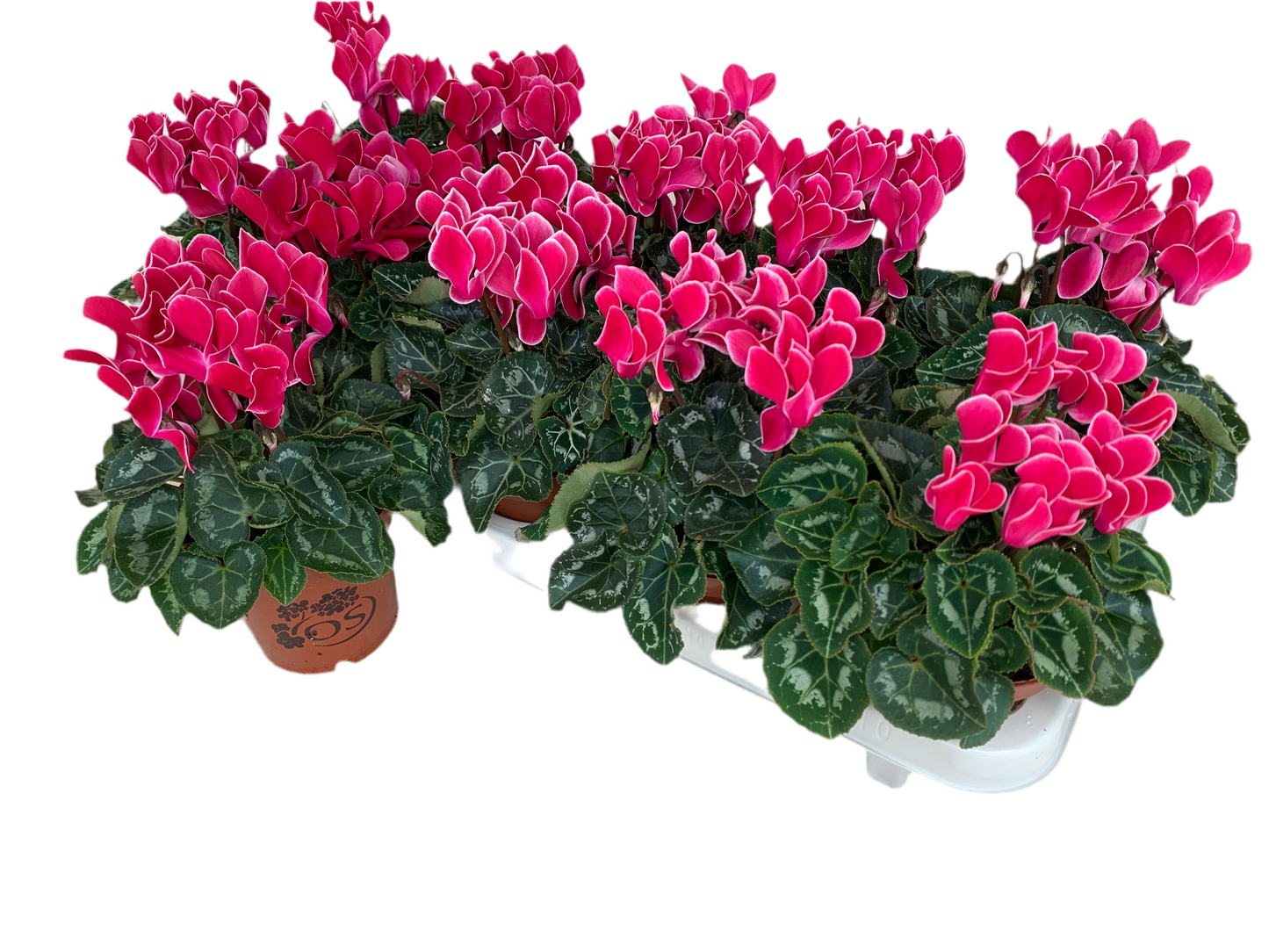 Per 4 stuks! Cyclaam (Cyclaam patio 'roze met wit randje') potmaat 11cm