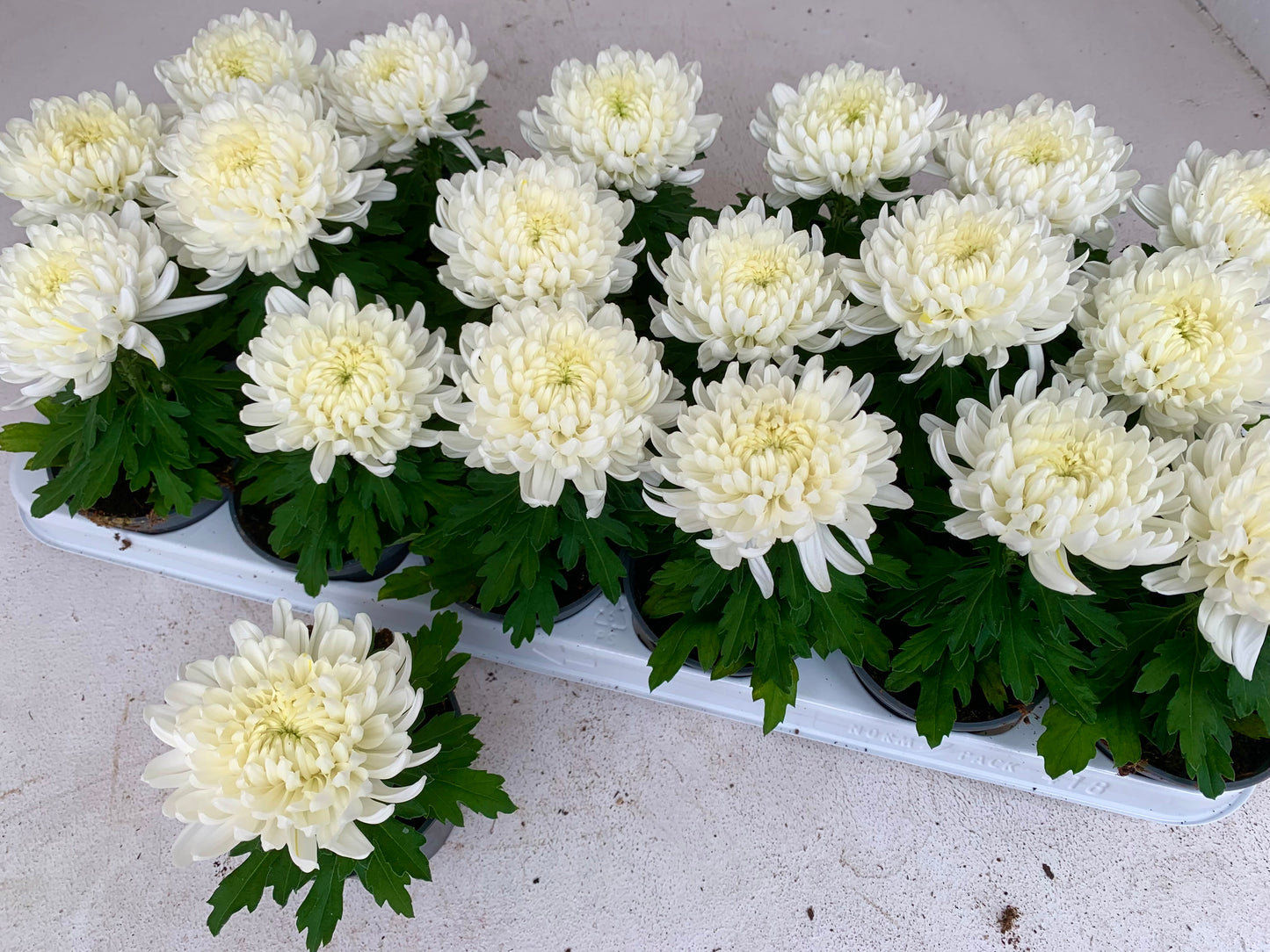 Per 5 stuks! Pluischrysant/ wit 9 cm pot