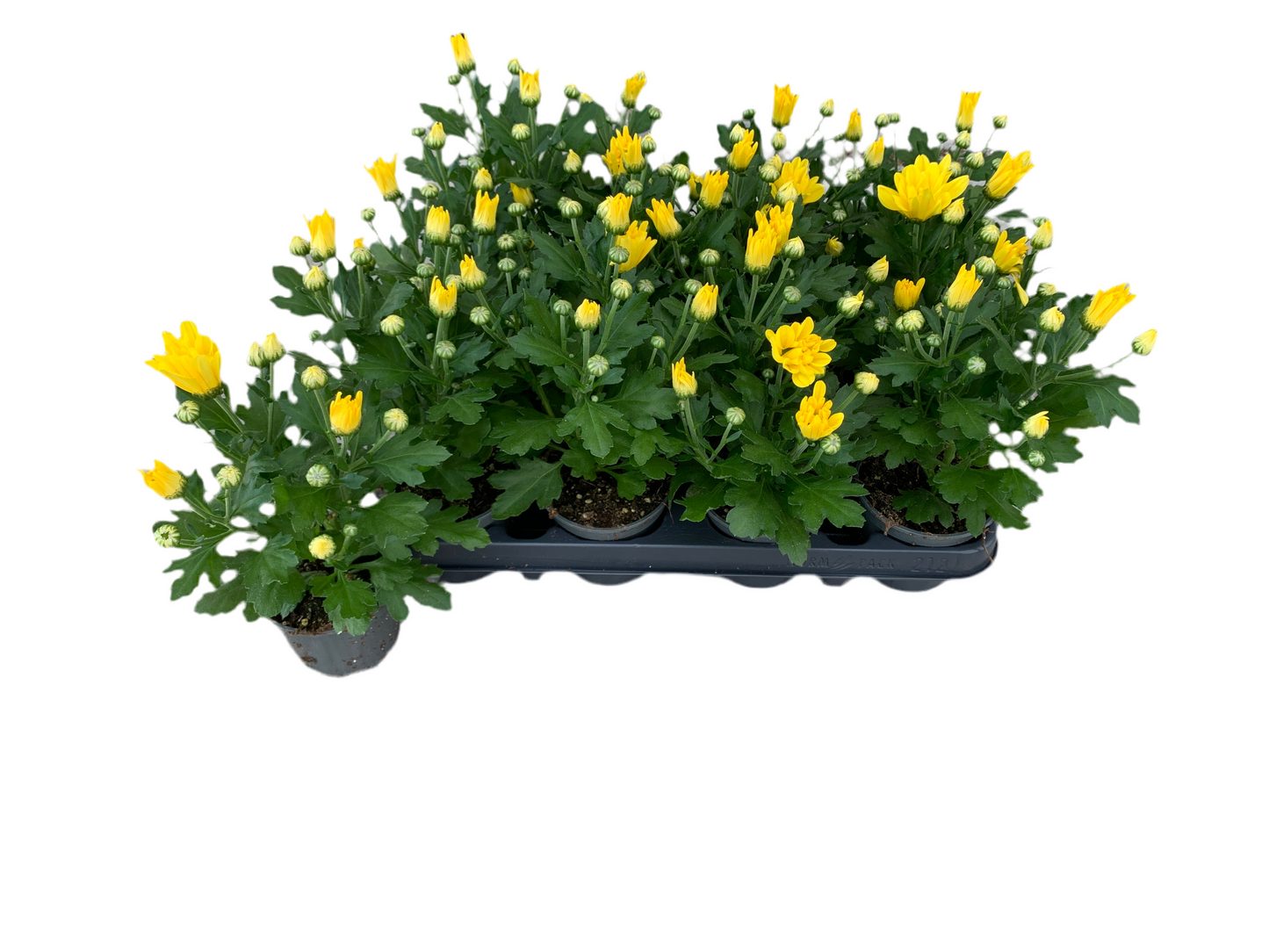 Per 5 stuks pot chrysanten (geel) 9cm pot