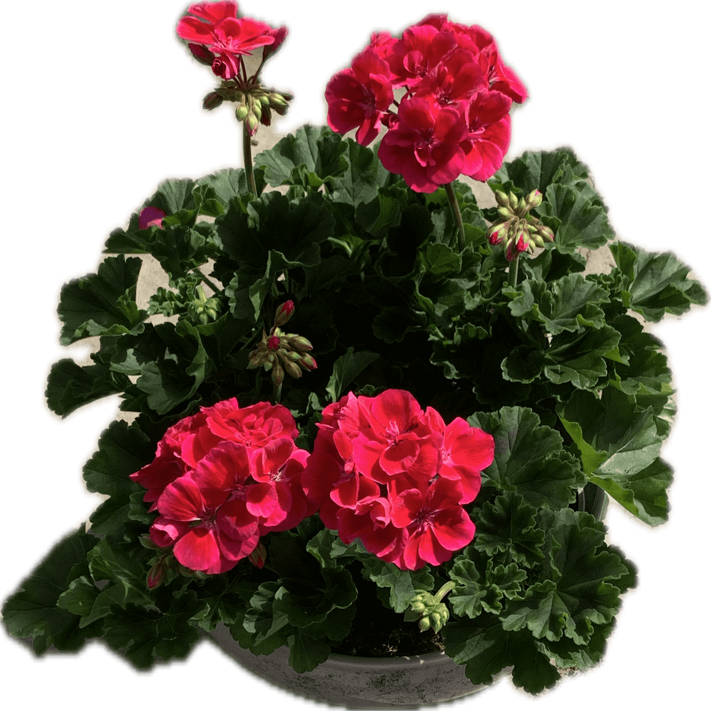 Per 5 stuks Geraniums (zonale) paars potmaat 11cm