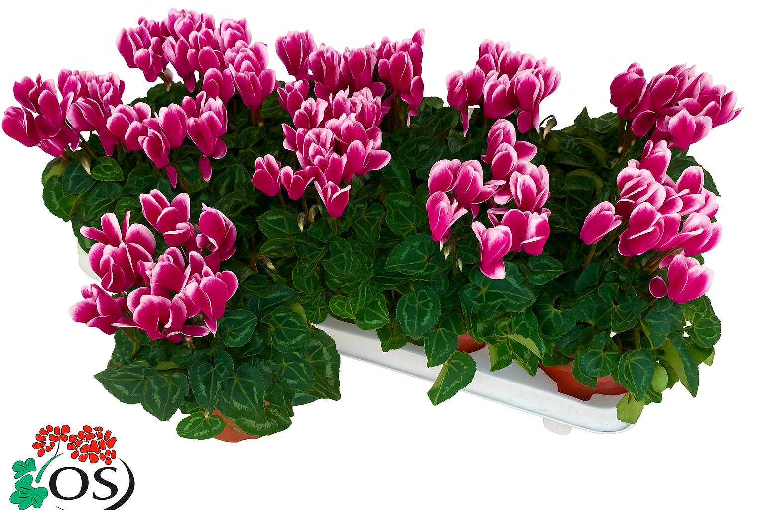 Pro 4 Stück! Alpenveilchen (Cyclamen patio 'violett-weiß') Topfgröße 1 –  Potplantje