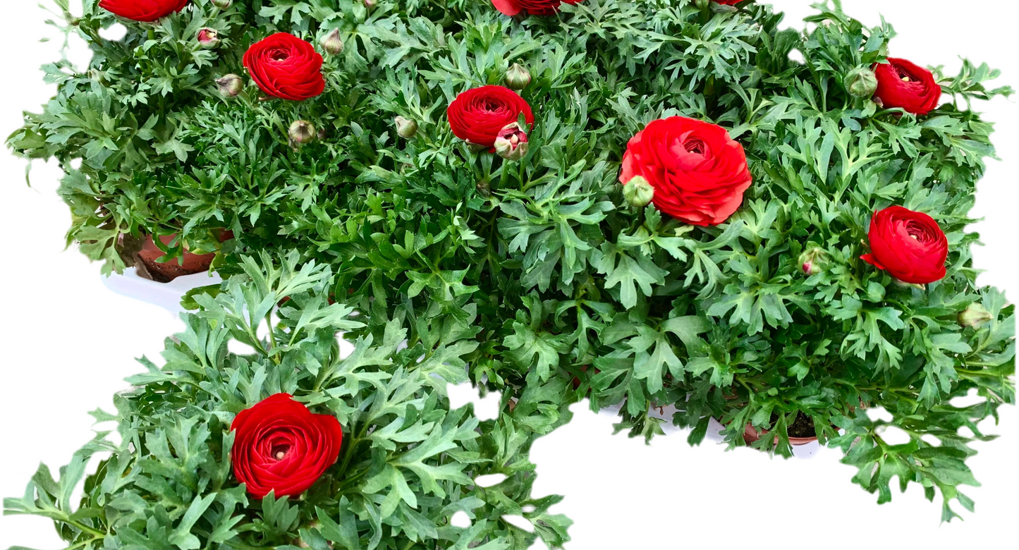 Per 4 stuks Ranonkel rood (Ranunculus asiaticus) potmaat 11cm