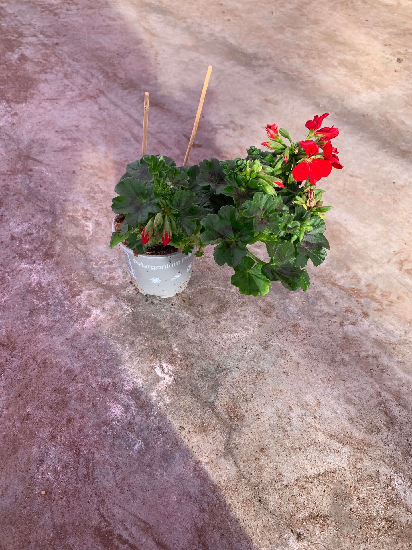 Per 5 stuks hang Geraniums (Pelargonium peltatum) rood potmaat 11cm
